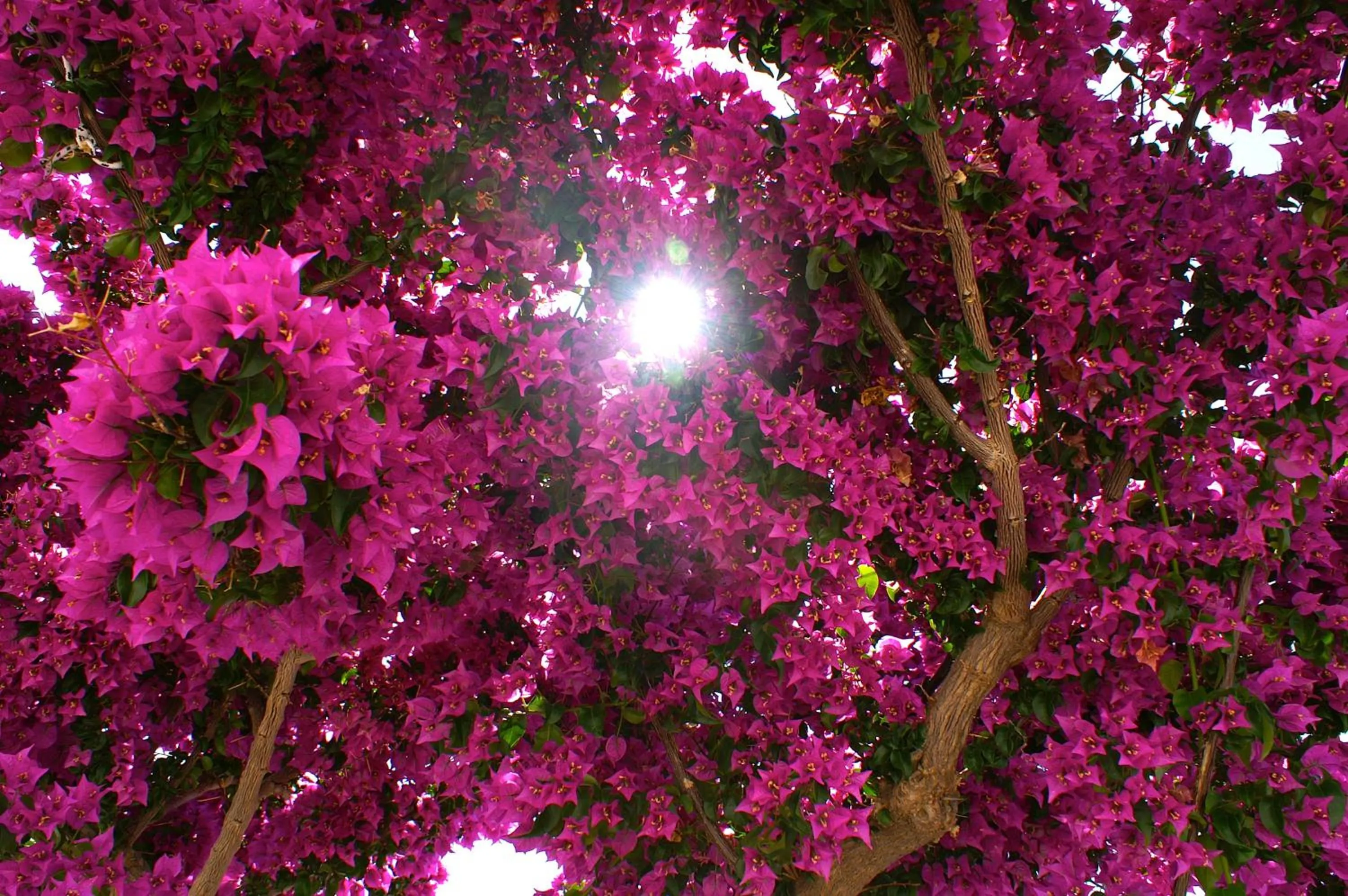 Garden in Adonis Hotel Studios & Apartments