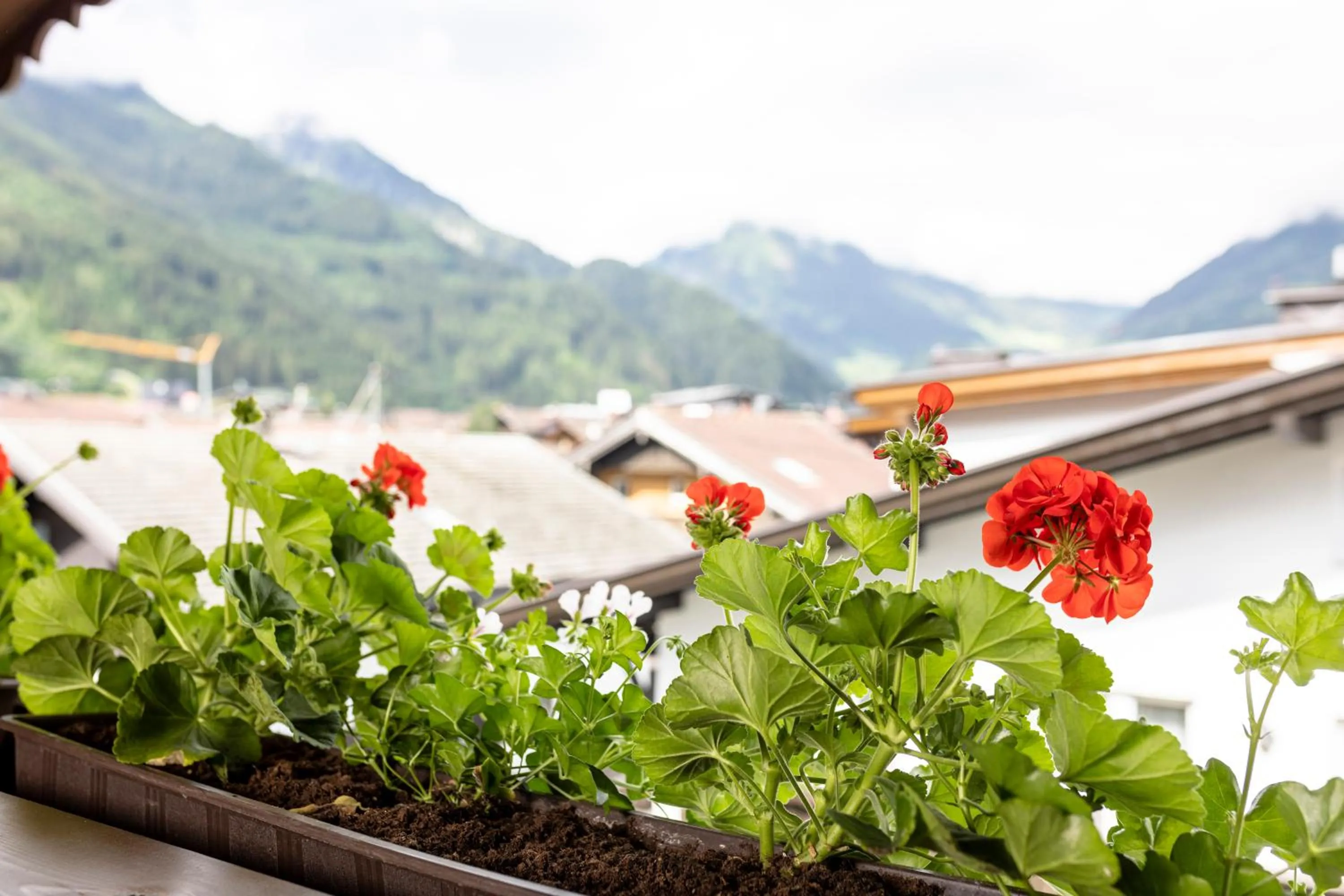 View (from property/room) in Appart & Hotel Garni Villa Knauer