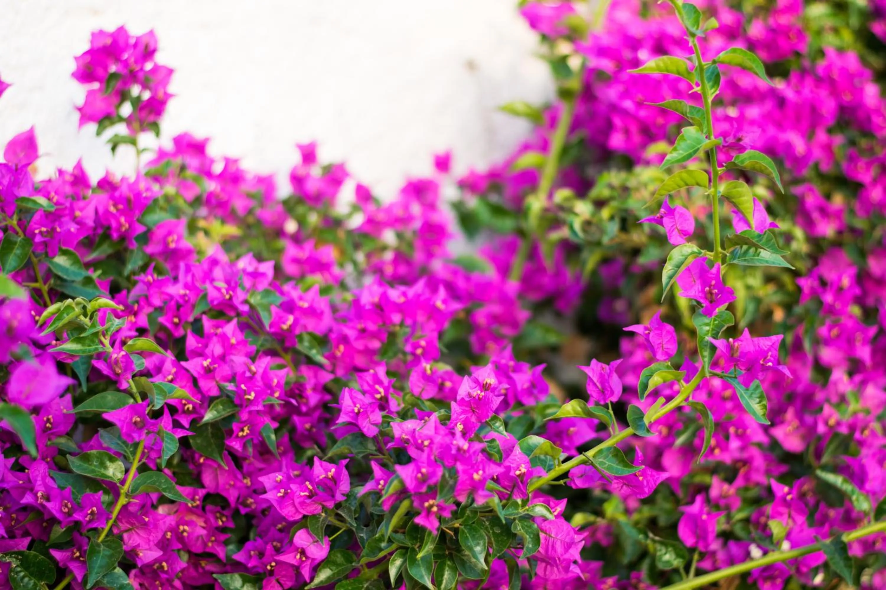 Nearby landmark in Kordistos Hotel