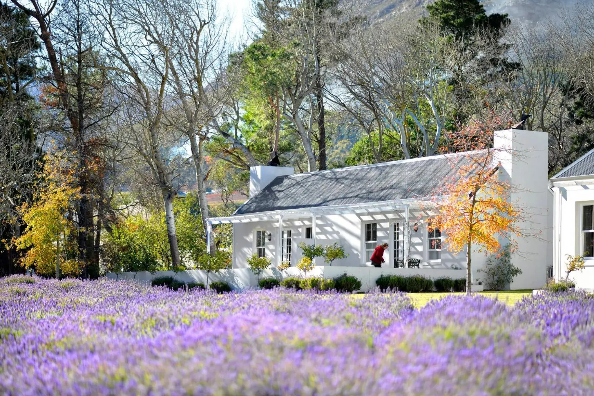 Honeymoon Suite with Lavender View in Lavender Farm Boutique Guest House Honeymoon Suite with Lavender View in Lavender Farm Boutique Guest House