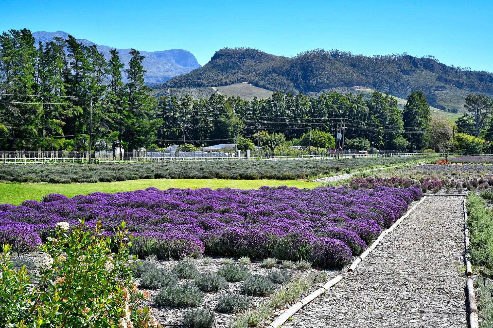 Natural landscape in Lavender Farm Boutique Guest House