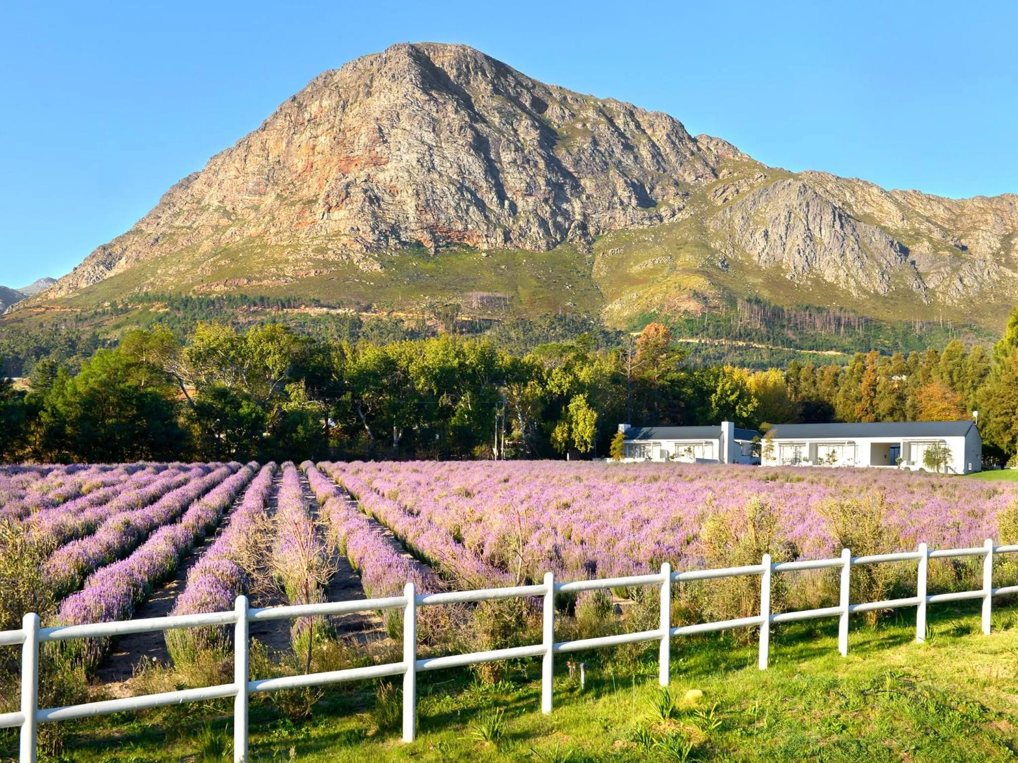 View (from property/room) in Lavender Farm Boutique Guest House