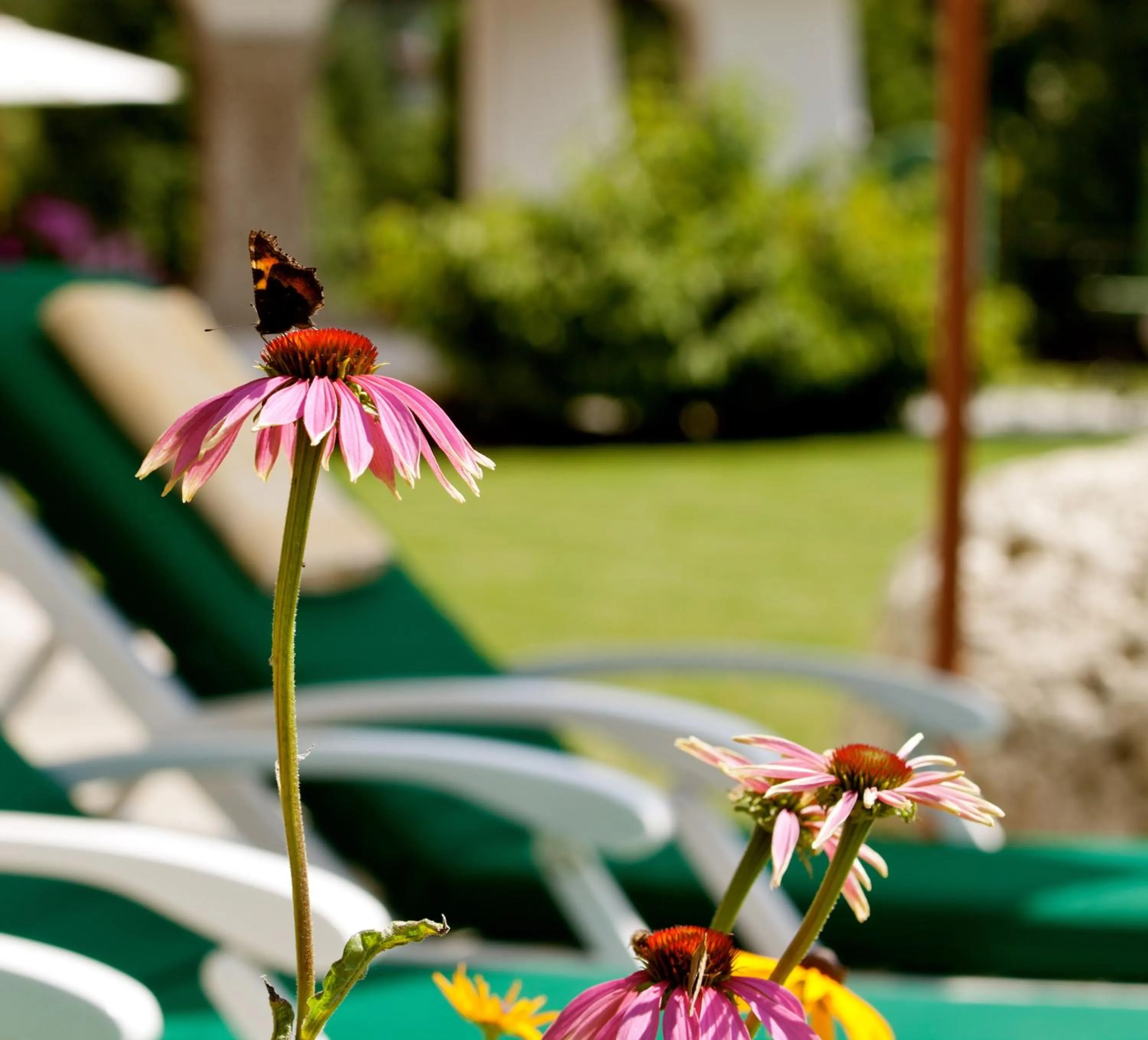 Garden in Hotel Lärchenhof Natur