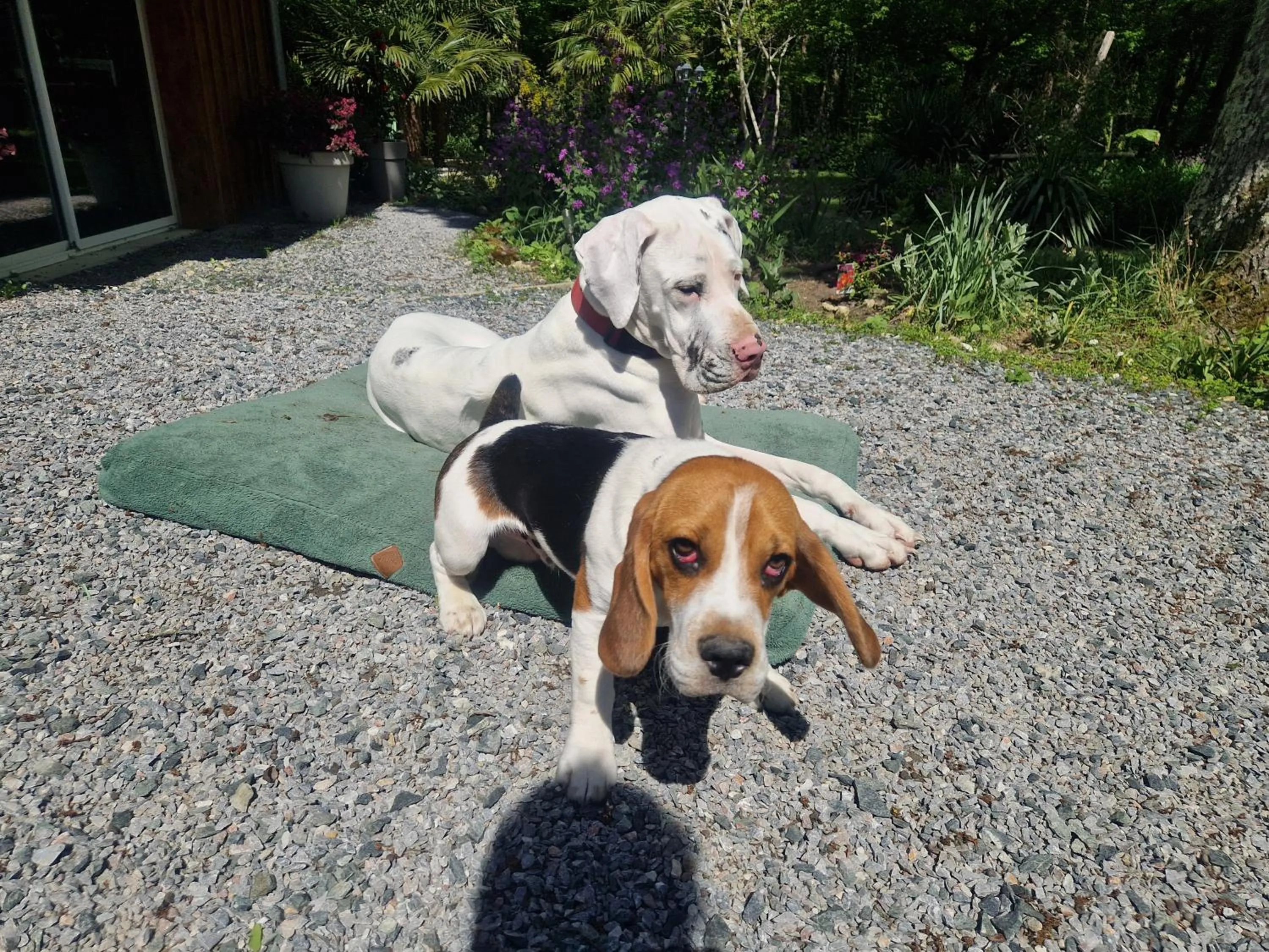 Pets in Domaine de Sahil