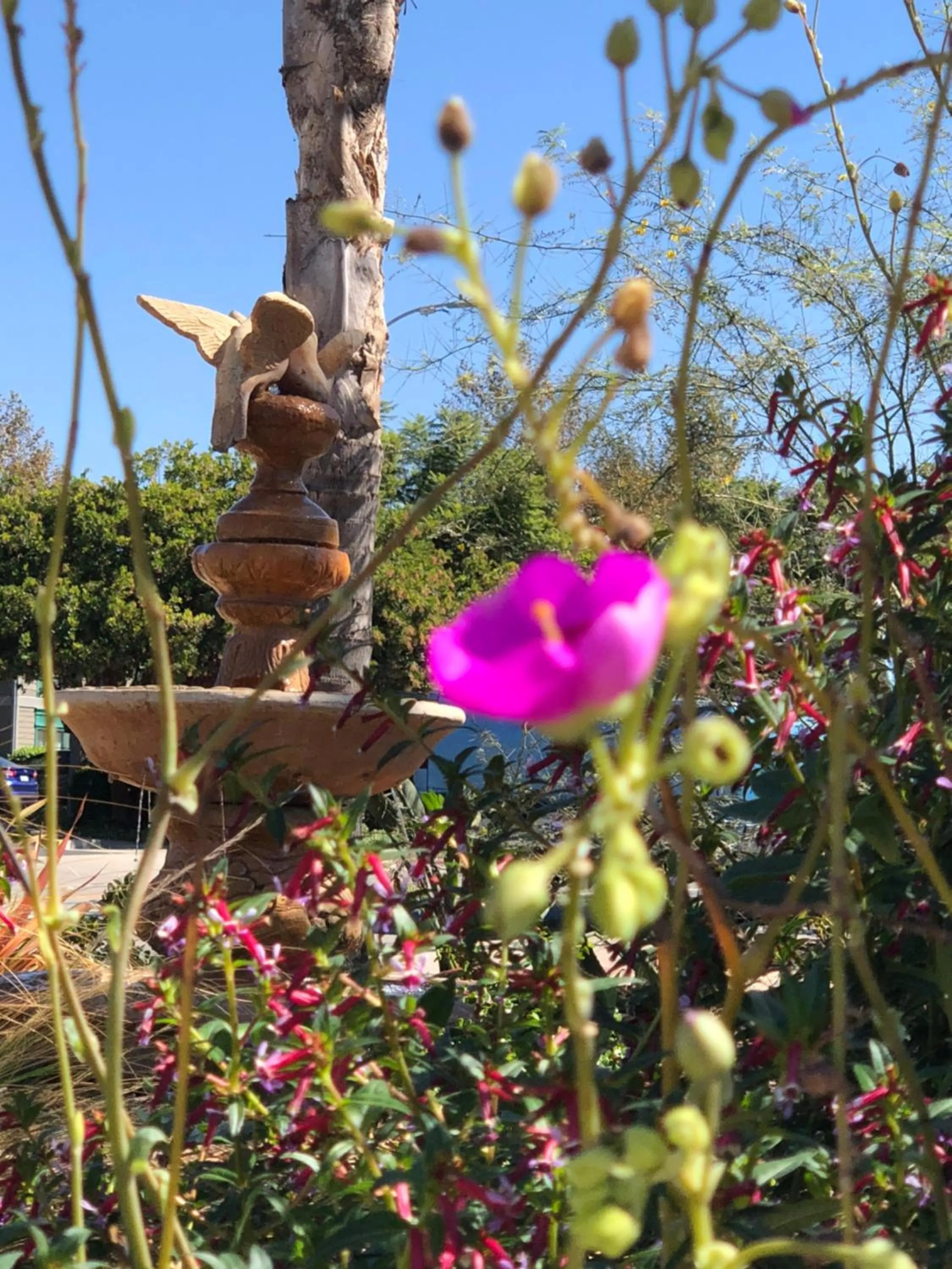 Garden in Casa Del Sol