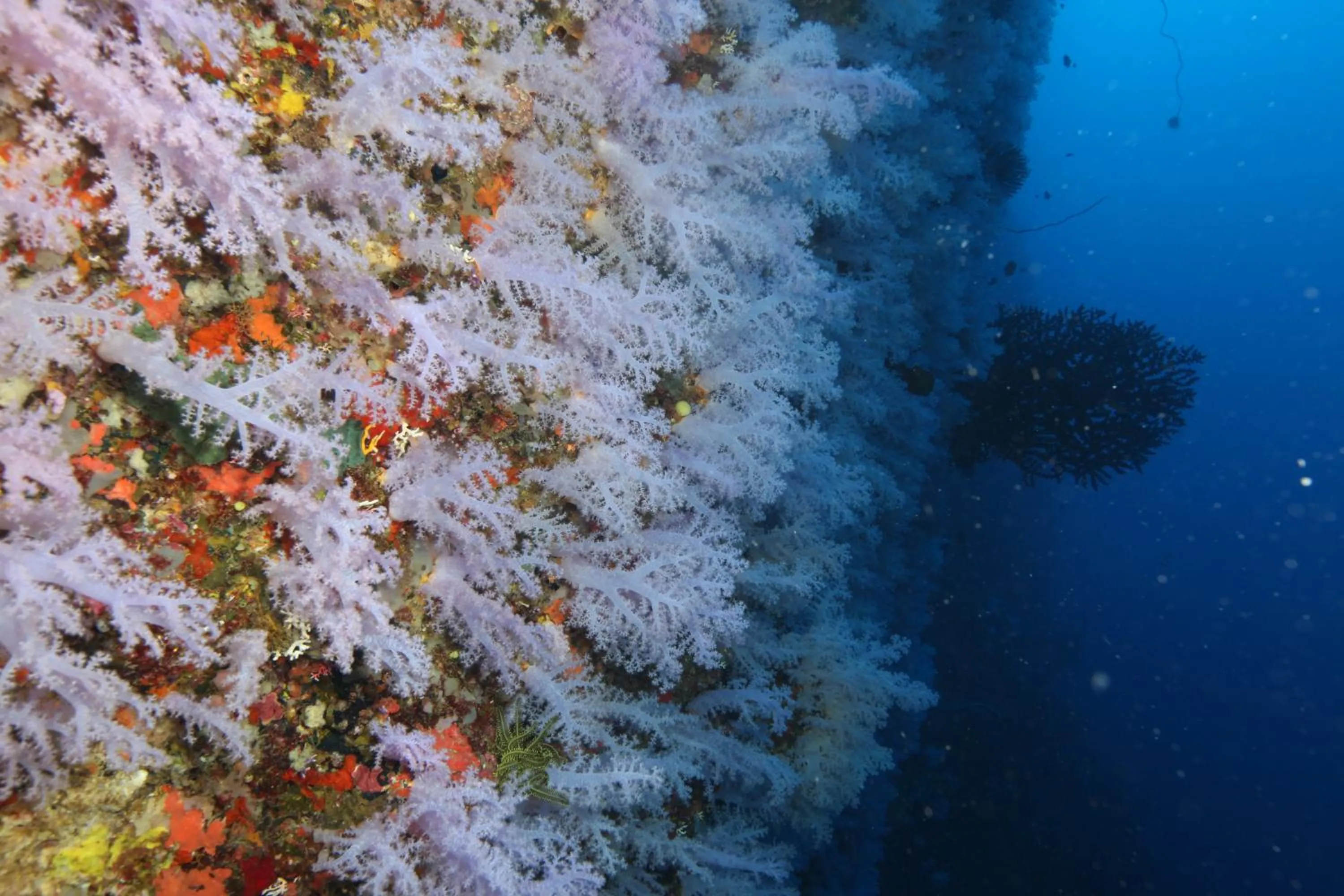 Diving in Maravu Taveuni Lodge