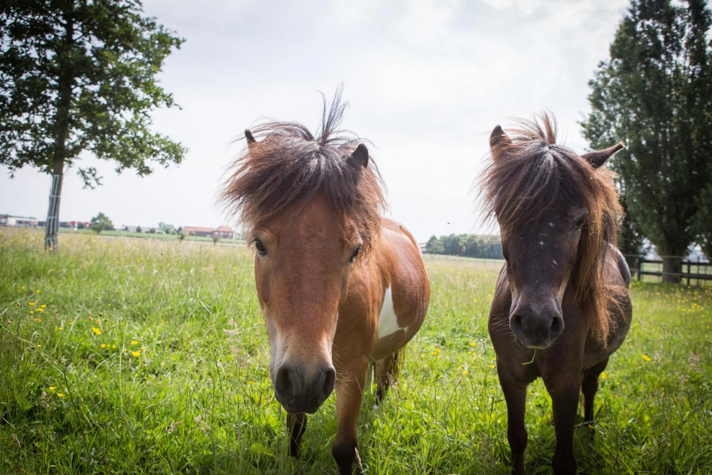 Garden in B&B Gitsdal