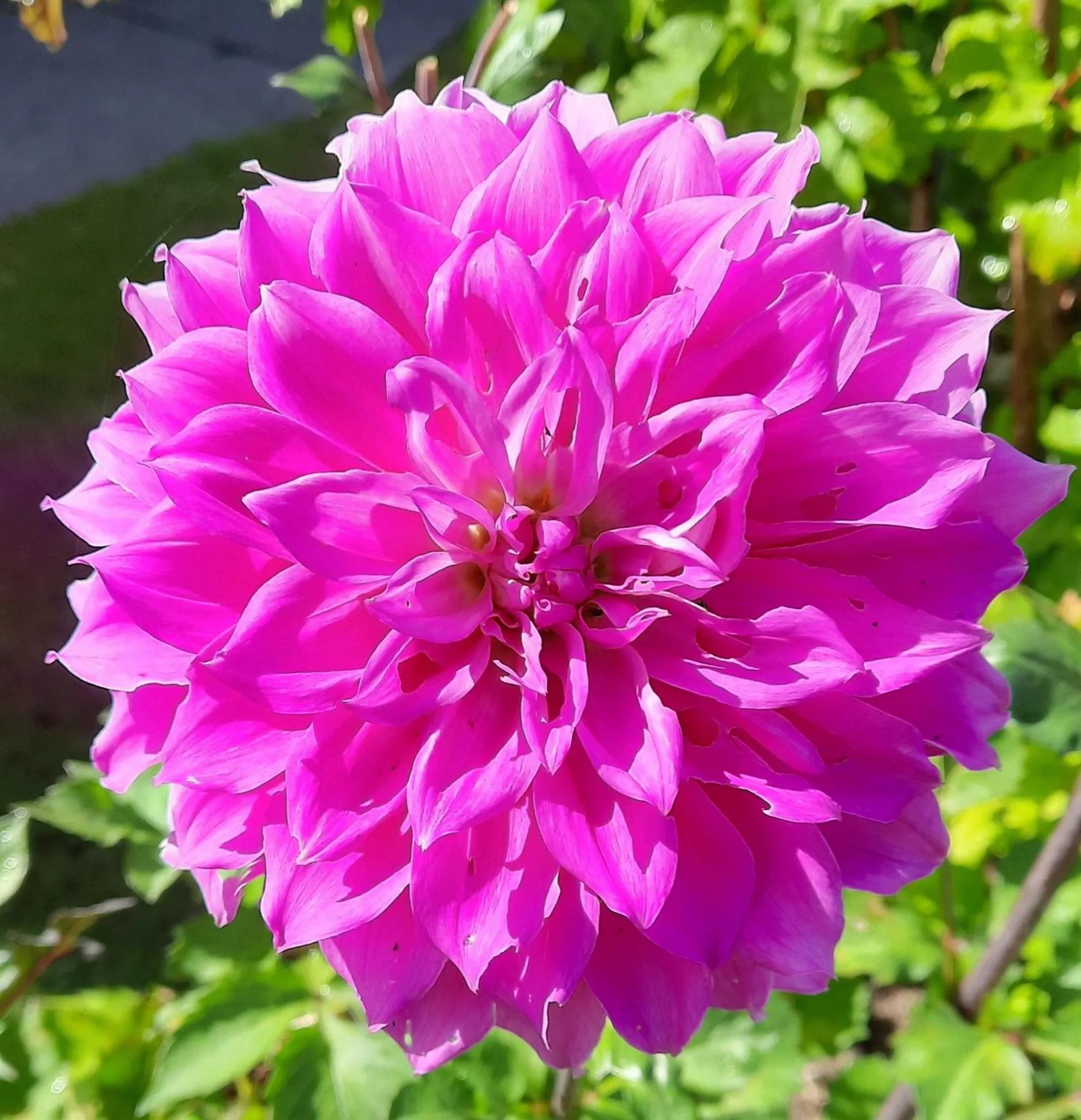 Garden view in 113 On Park