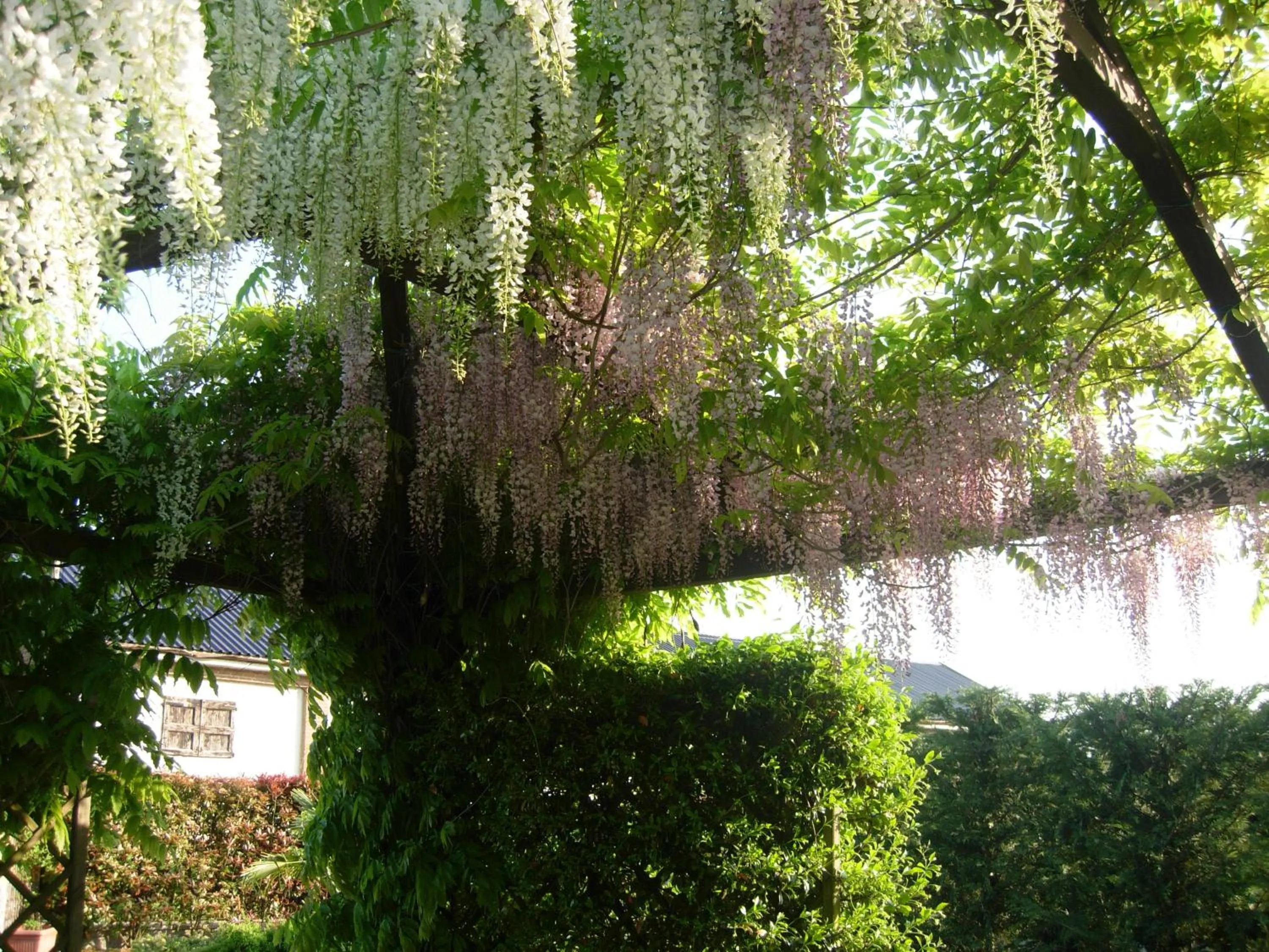 Garden in B&B Il Pioppo E La Fonte
