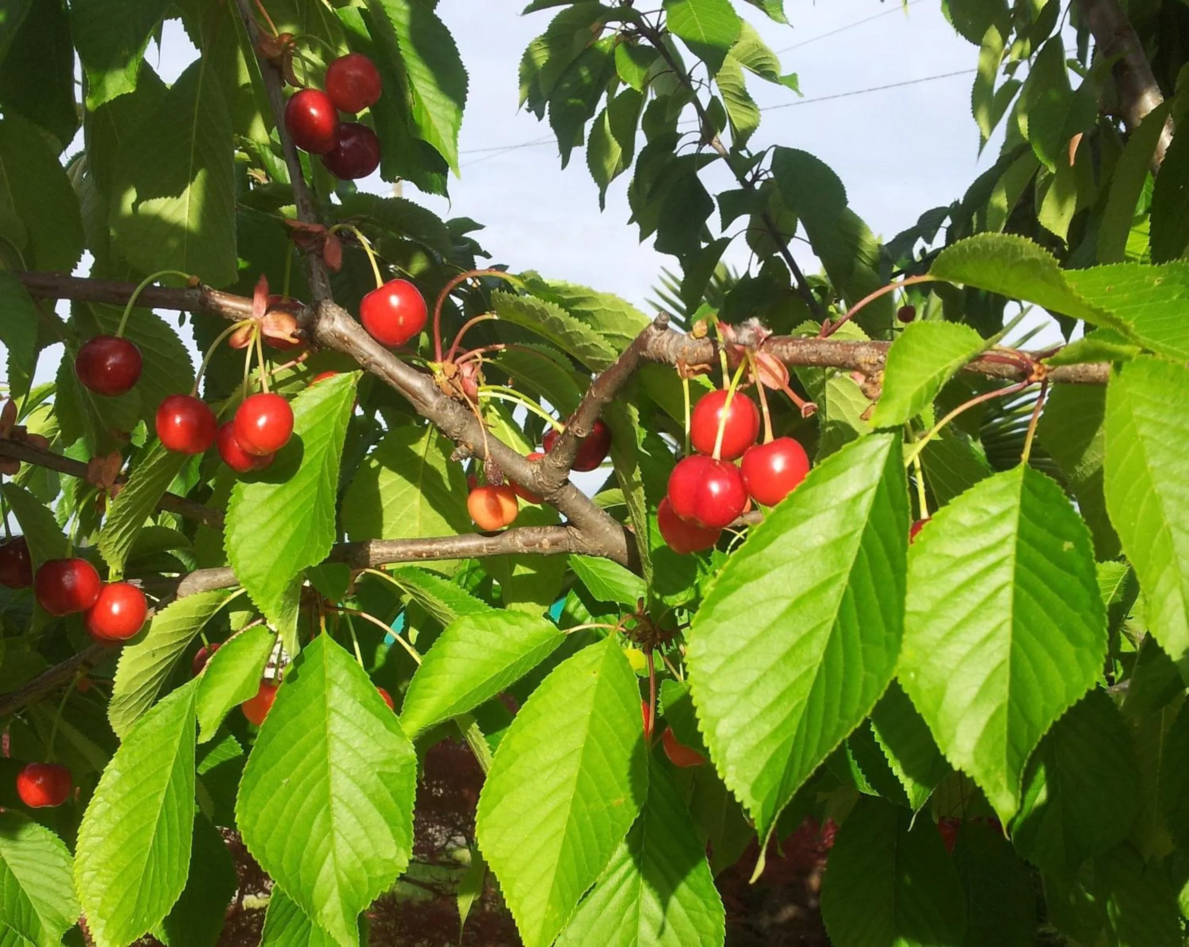 Garden in B&B Il Pioppo E La Fonte