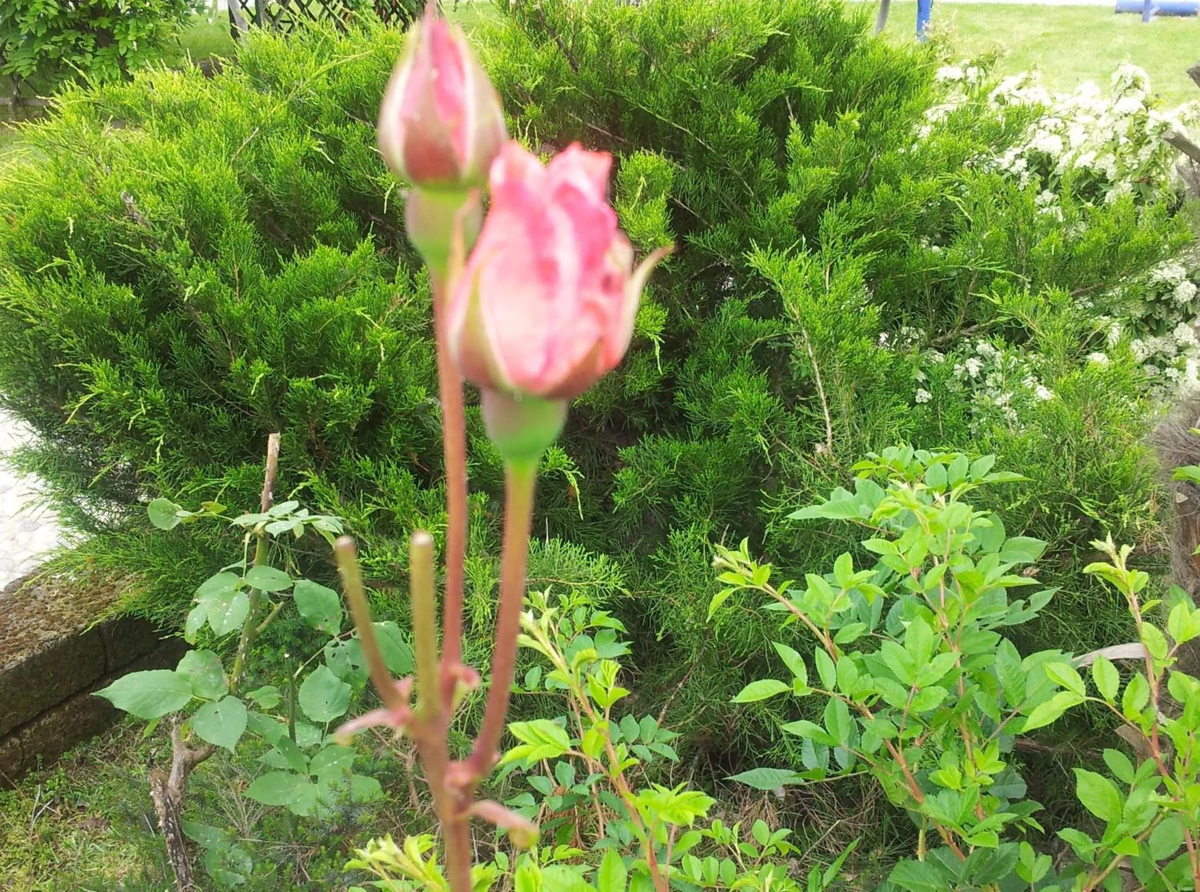 Garden in B&B Il Pioppo E La Fonte
