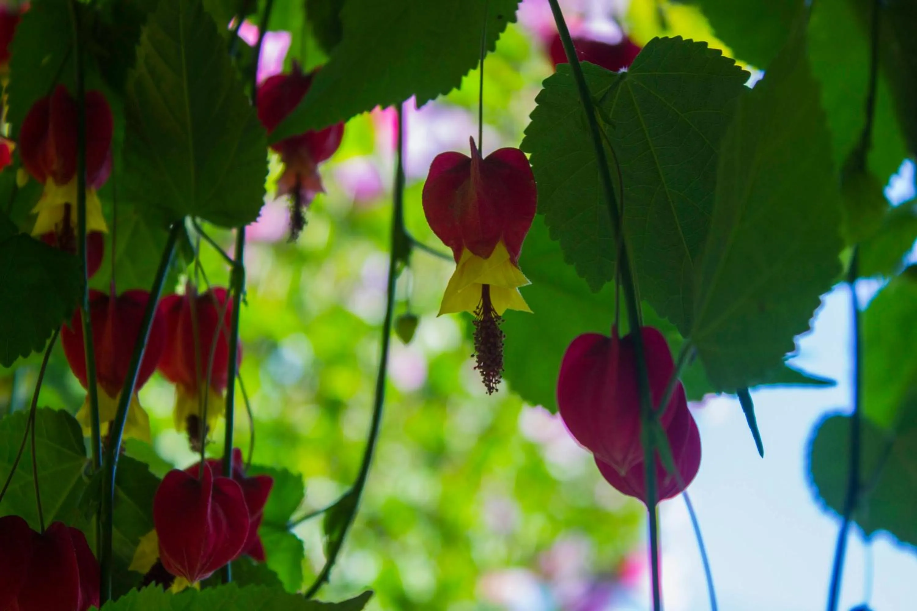 Garden in Hotel Estoril Porto