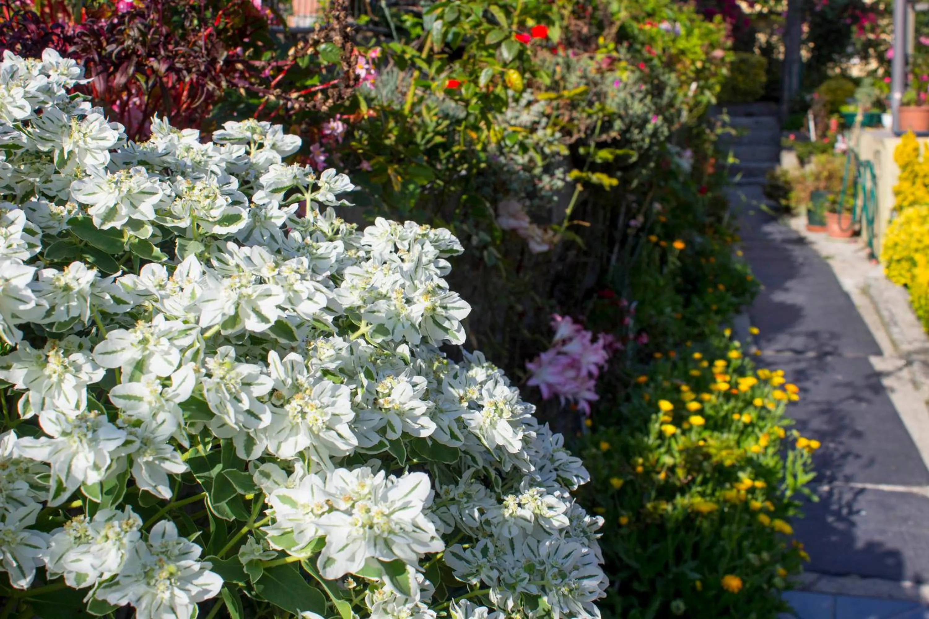 Garden in Hotel Estoril Porto