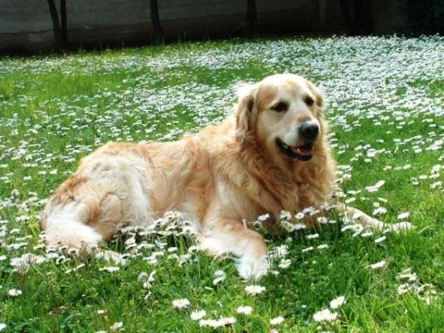 Garden in Hotel Derby