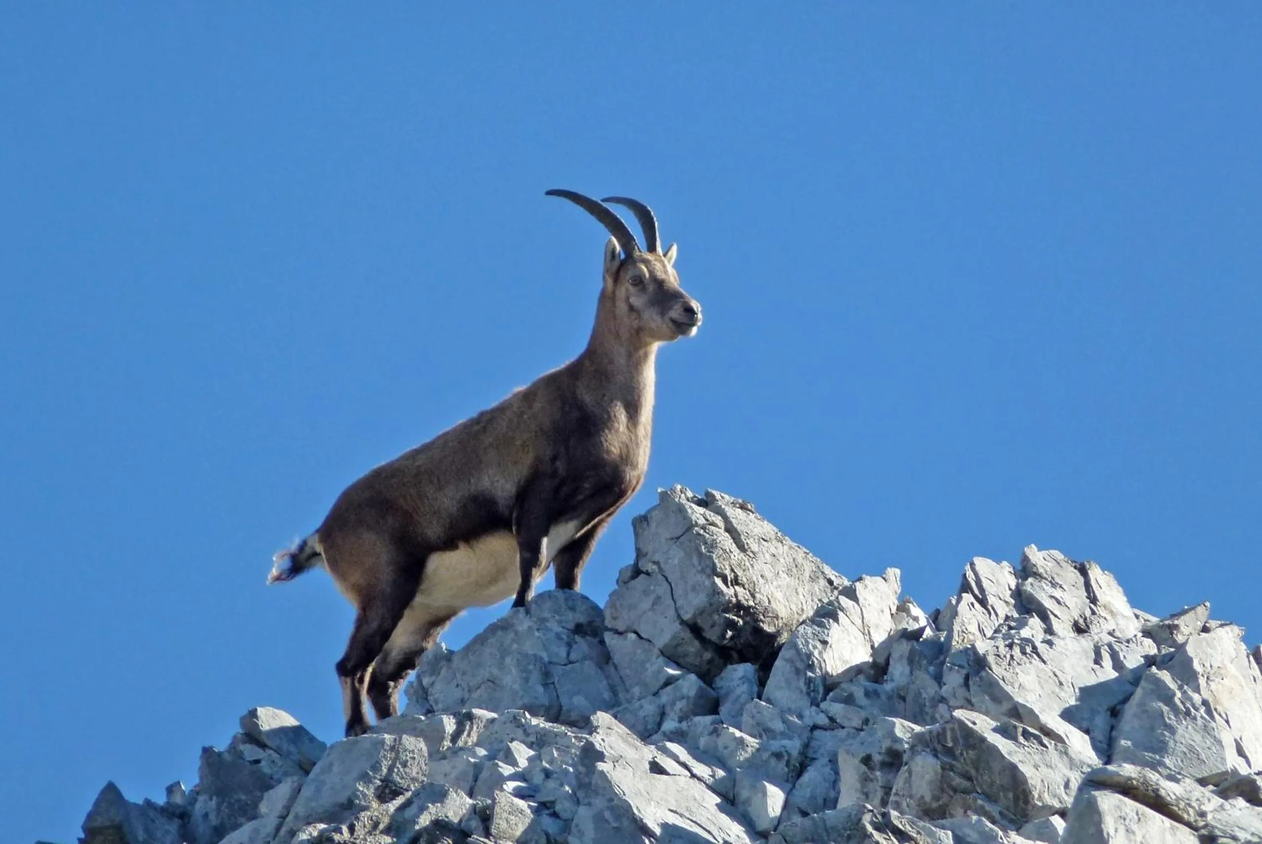 Animals in Hotel Lucia - 3 Sterne Superior