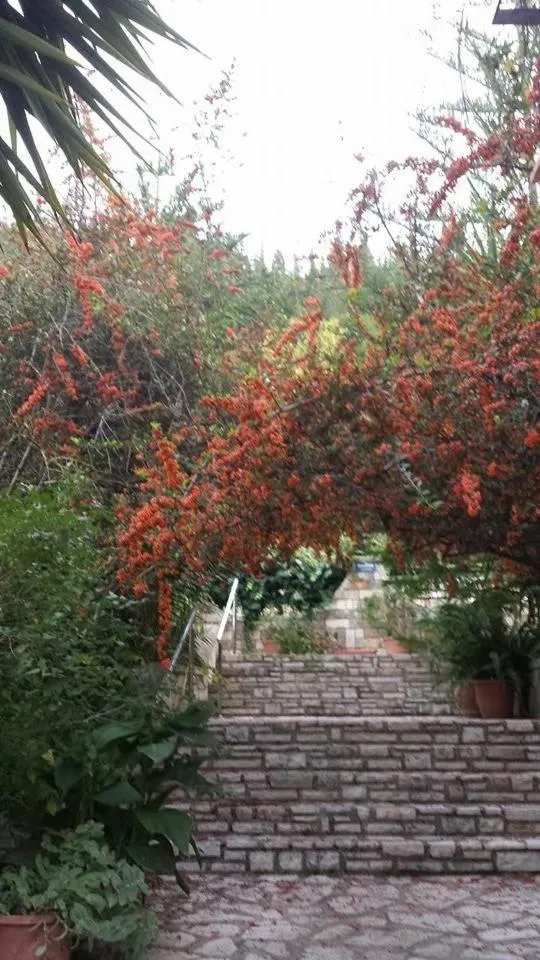 Garden in Hotel Nostos