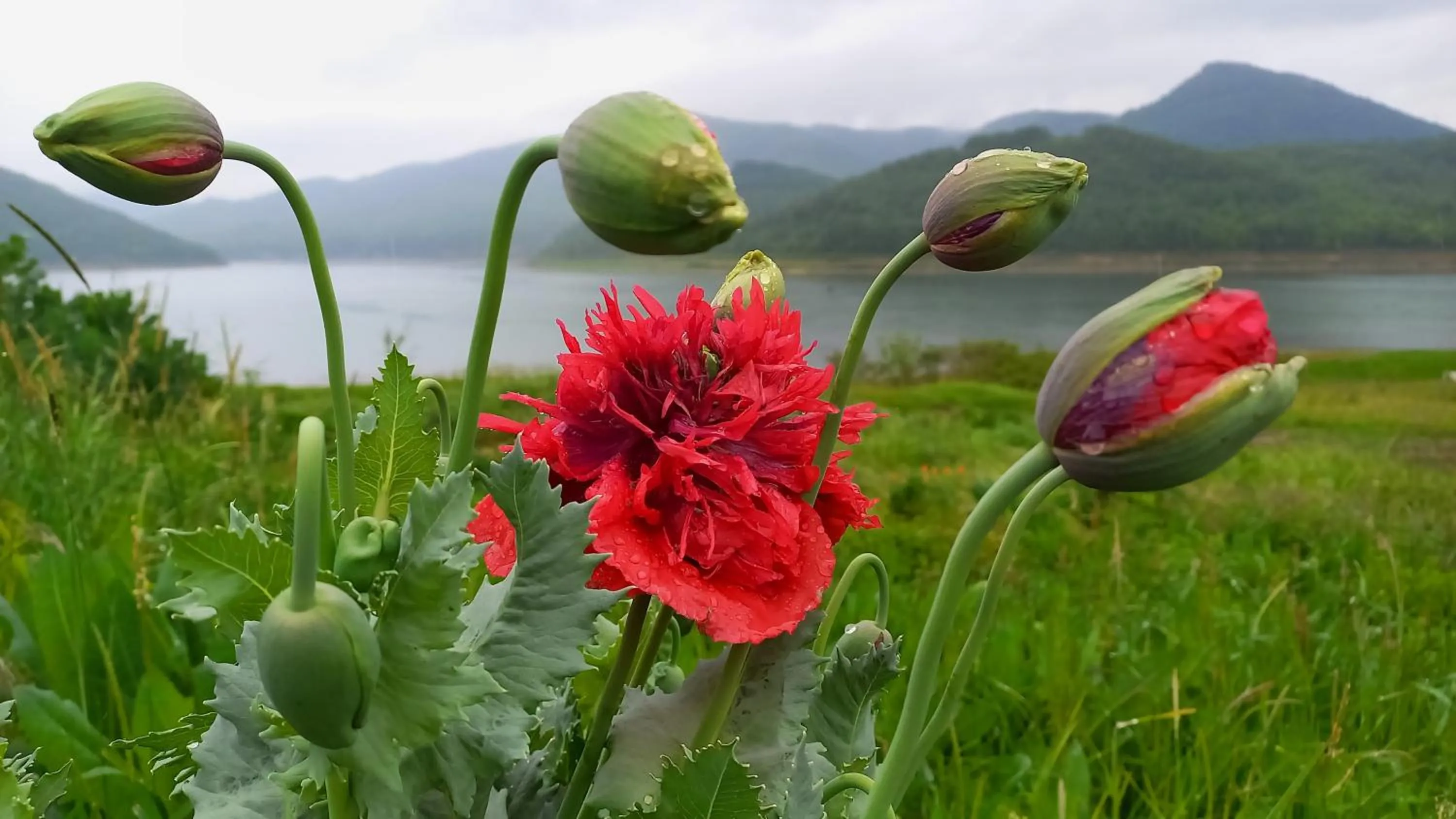 Family Hotel Belvedere