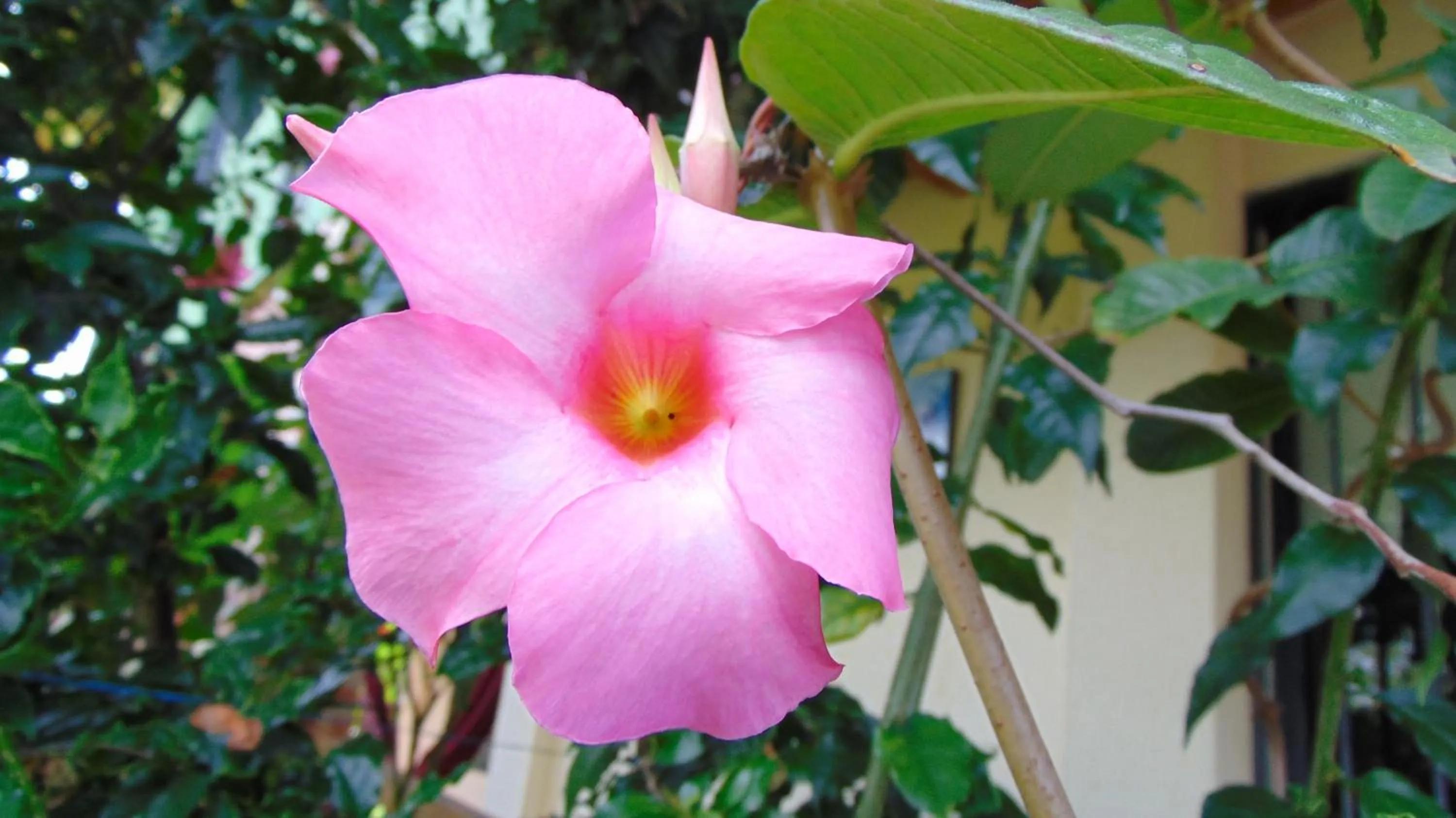 Finca Hotel La Quinta Porra