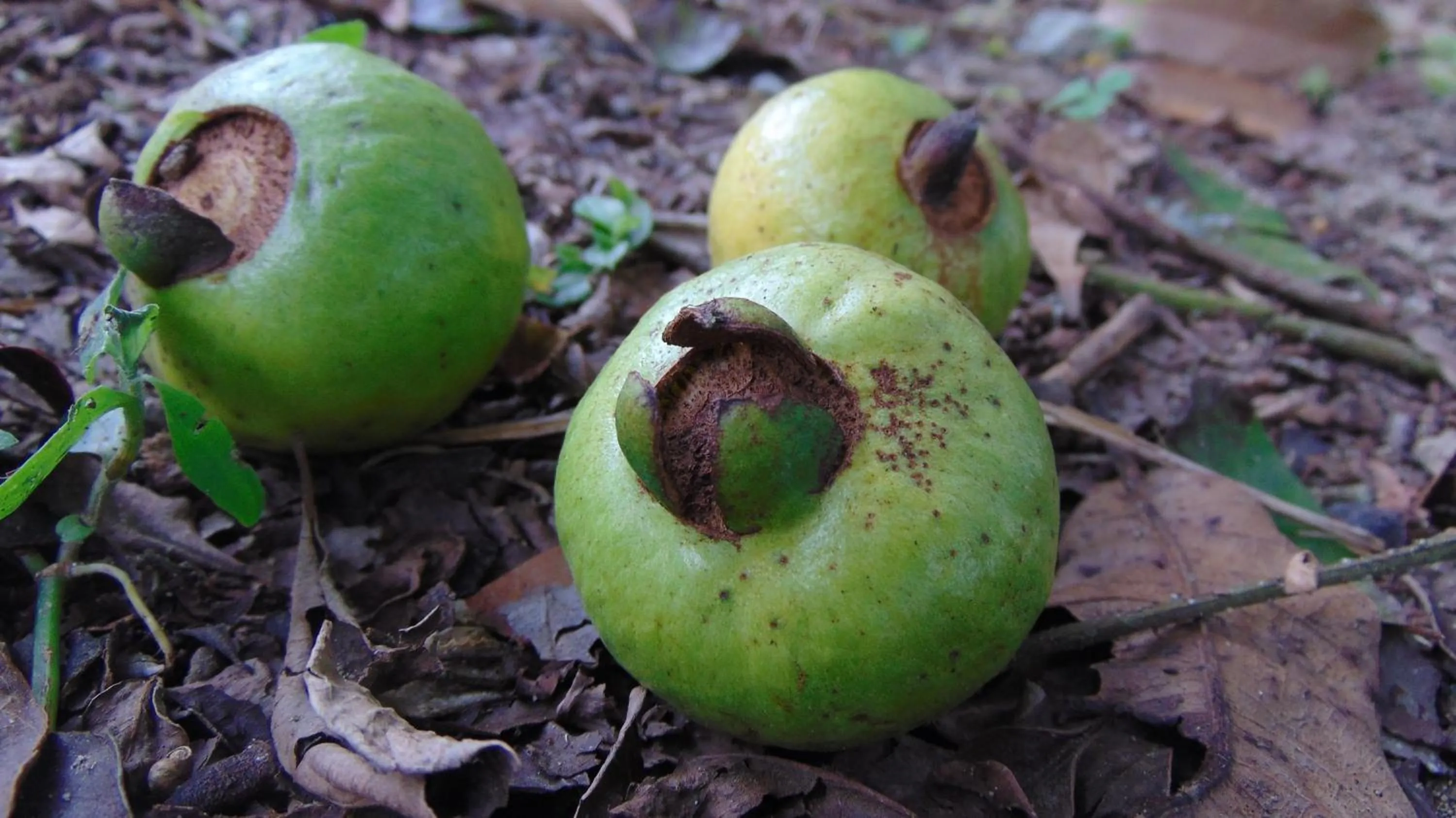 Finca Hotel La Quinta Porra