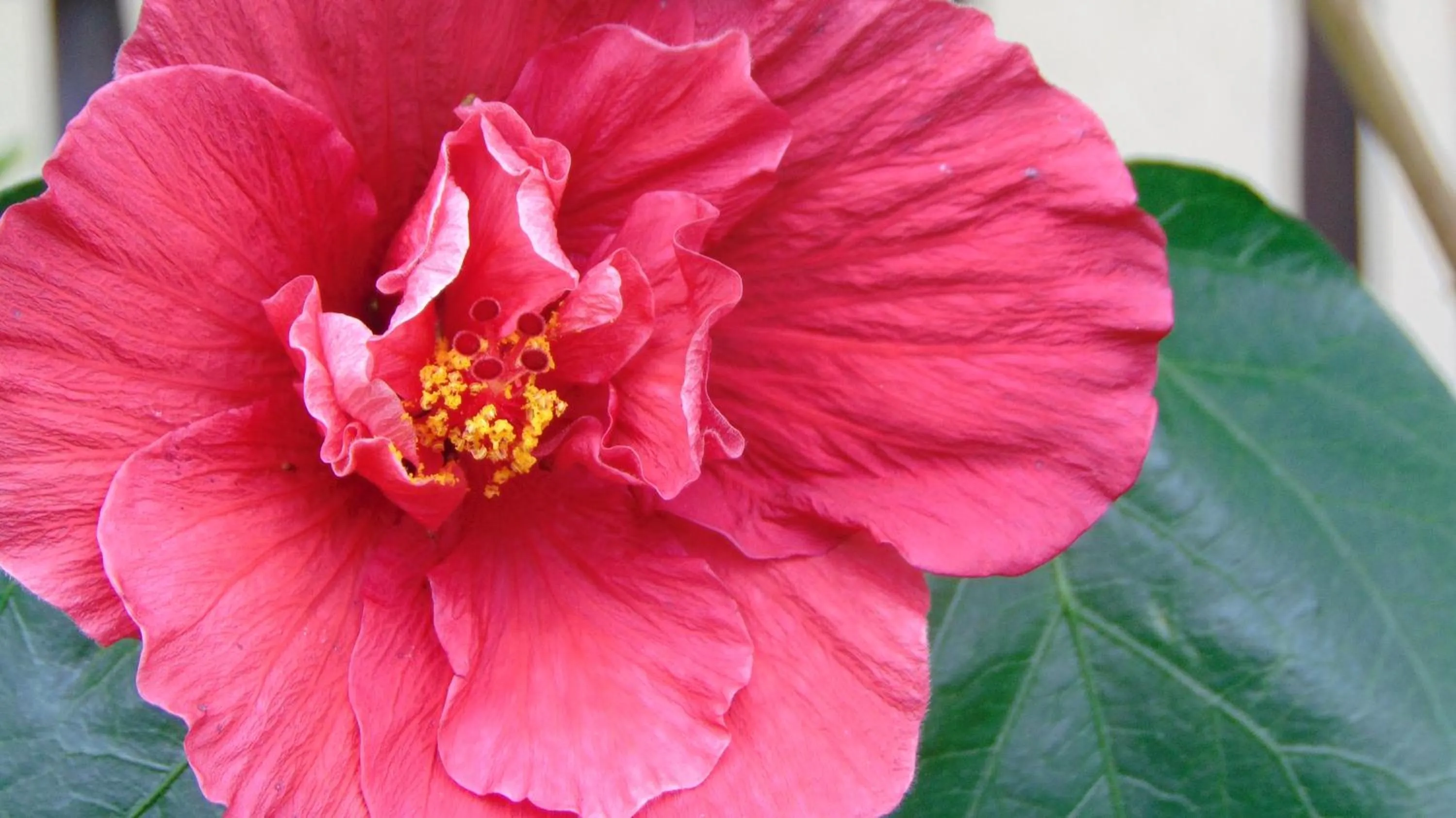 Finca Hotel La Quinta Porra