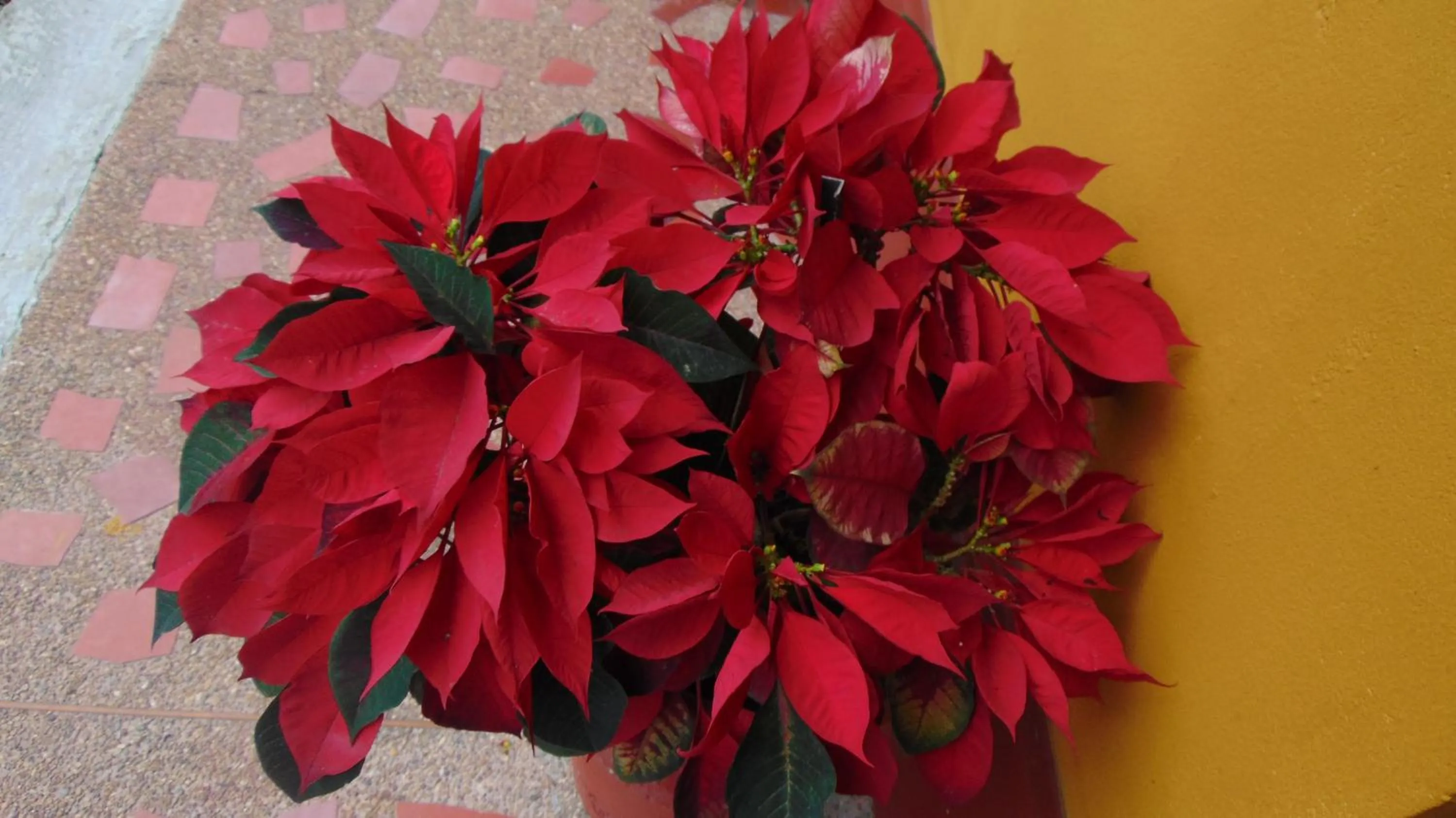 Finca Hotel La Quinta Porra