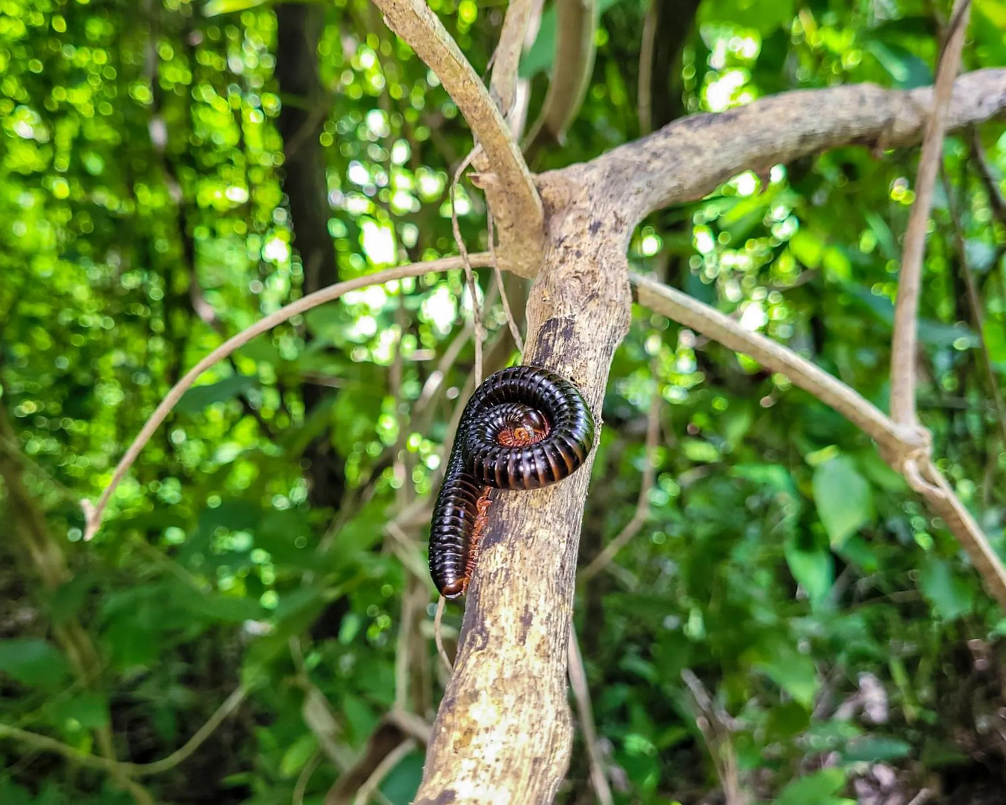 Natural landscape in Tayrona Angel Lodge
