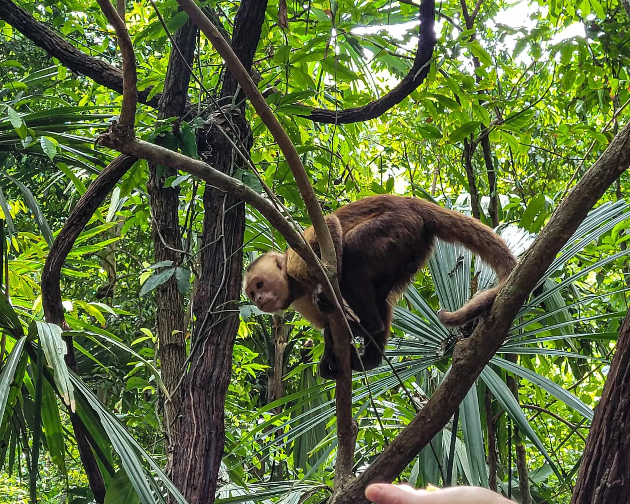 Natural landscape in Tayrona Angel Lodge