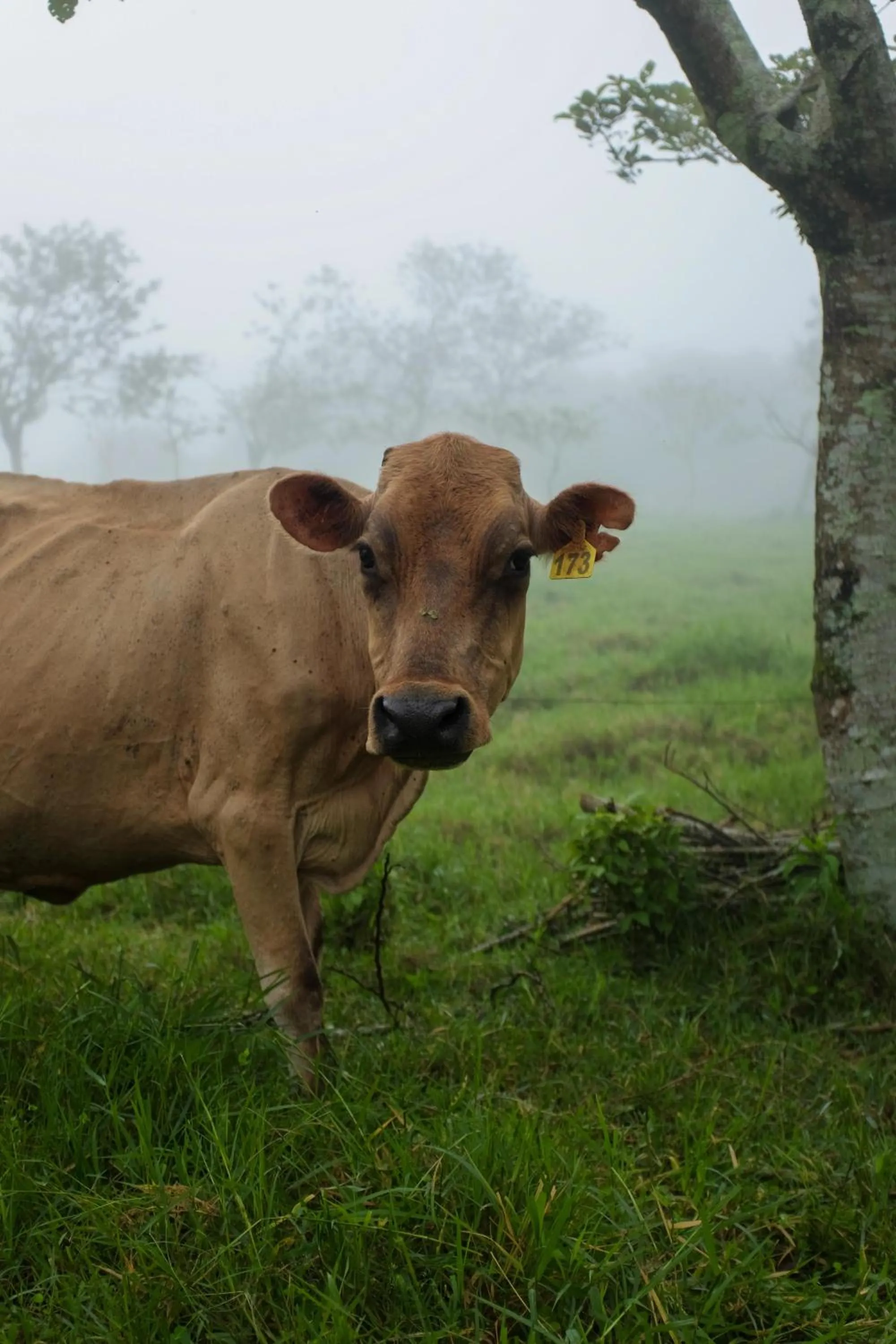 Natural landscape in Senda Monteverde Hotel Member of the Cayuga Collection