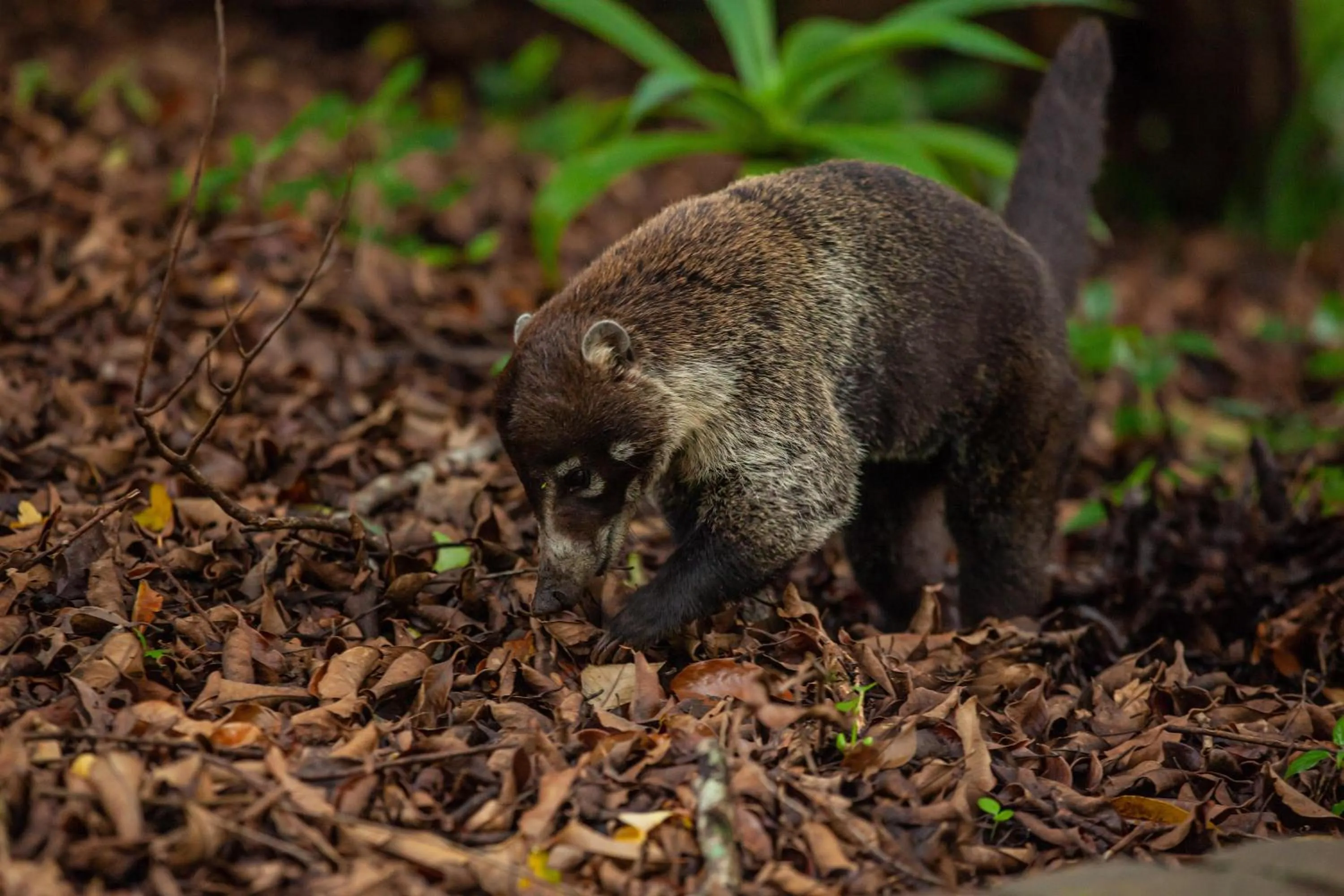 Activities in Senda Monteverde Hotel Member of the Cayuga Collection