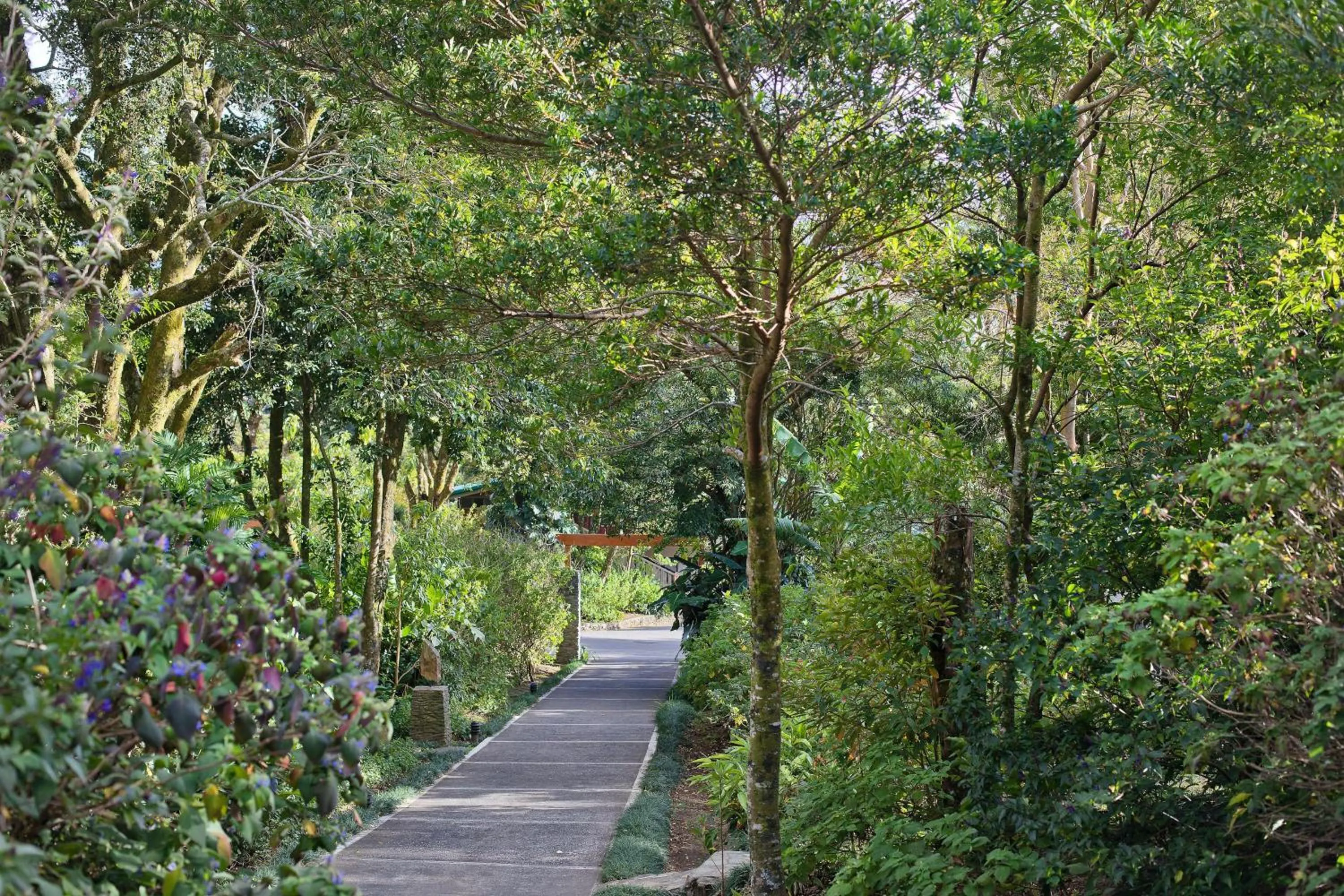 Garden in Senda Monteverde Hotel Member of the Cayuga Collection