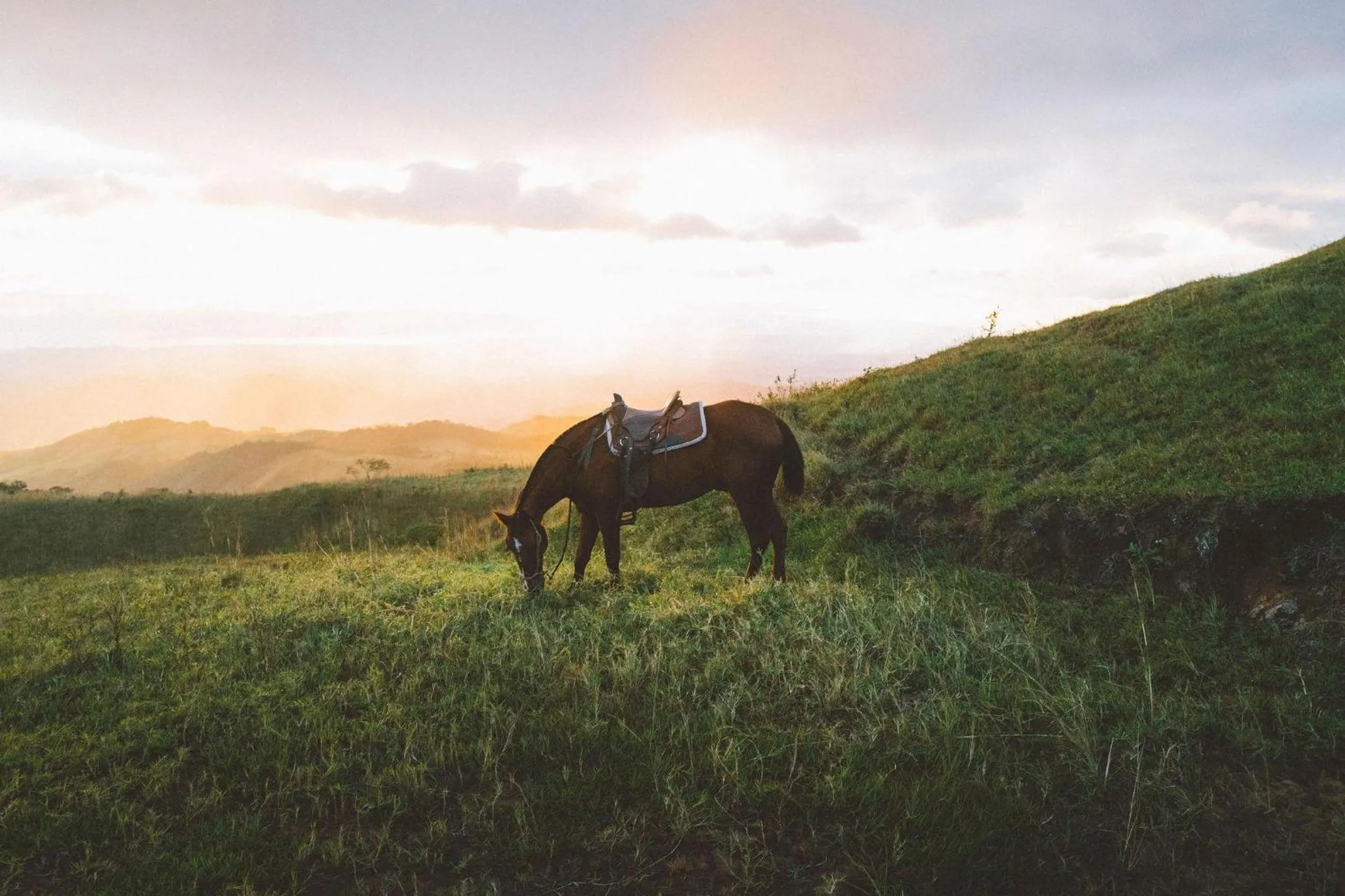 Pets in Senda Monteverde Hotel Member of the Cayuga Collection