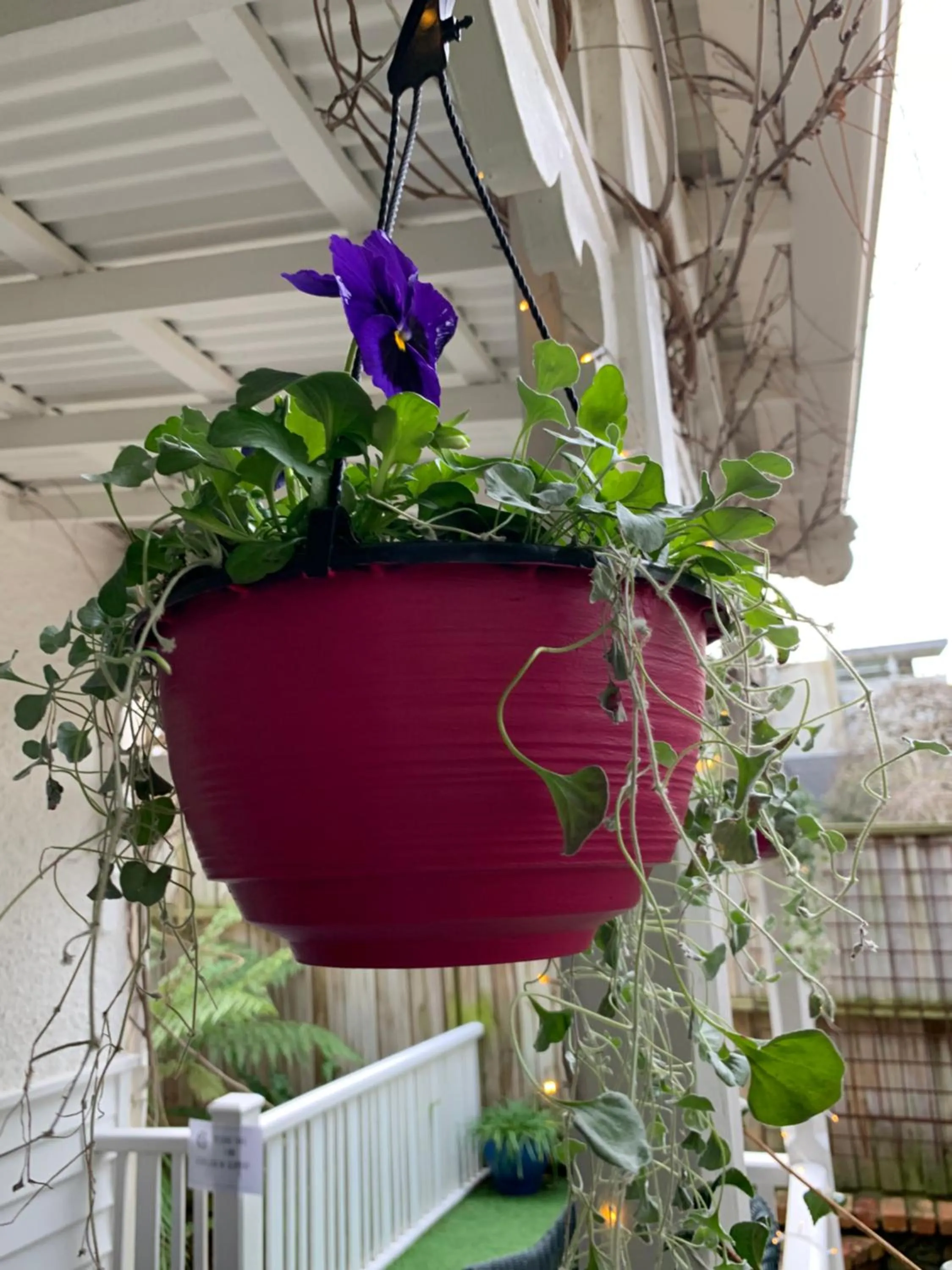 Garden view in Genesta House