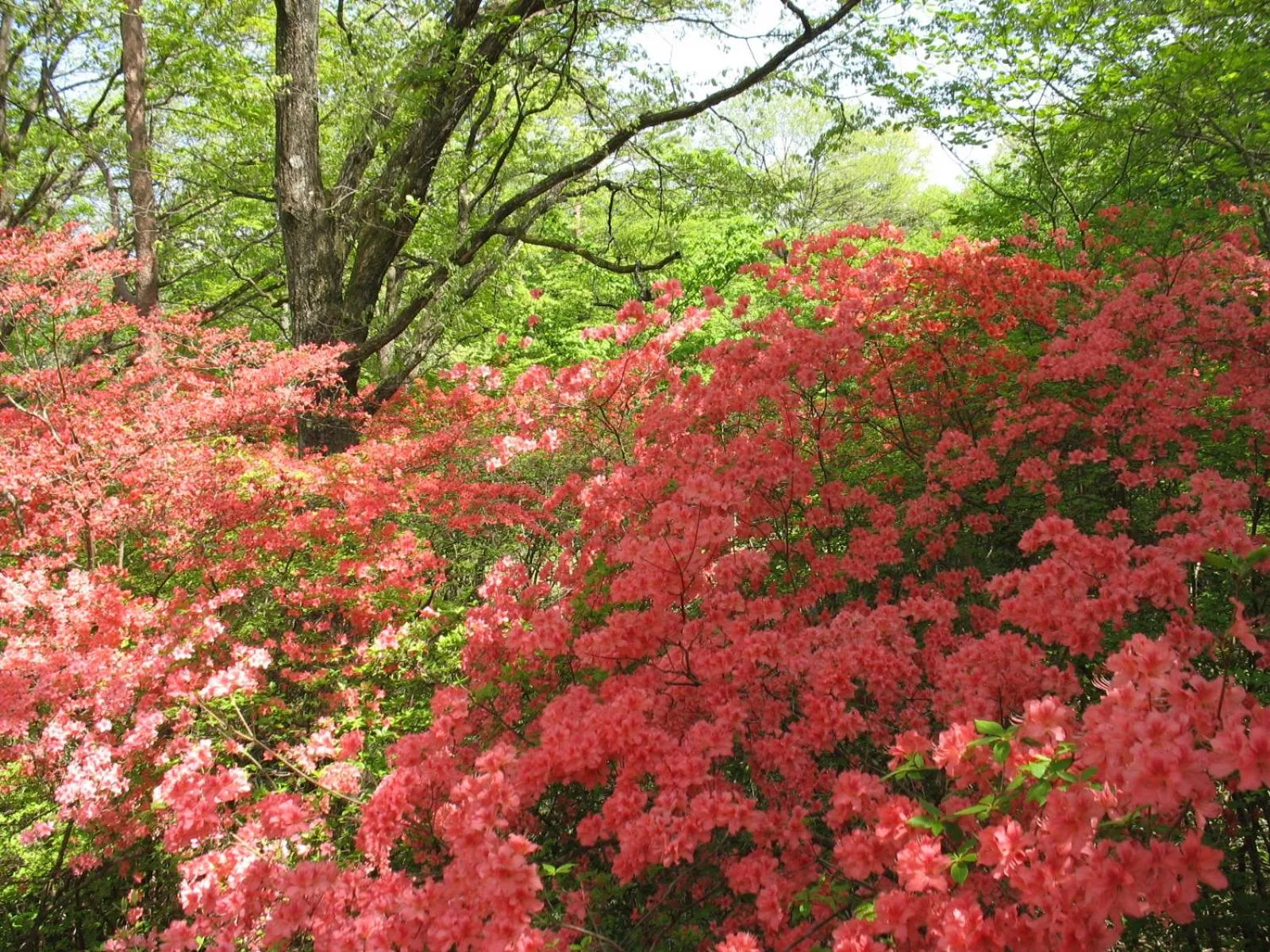 Natural landscape in Second House Plus 1組貸し切りのペンション A one group booking per day lodging house