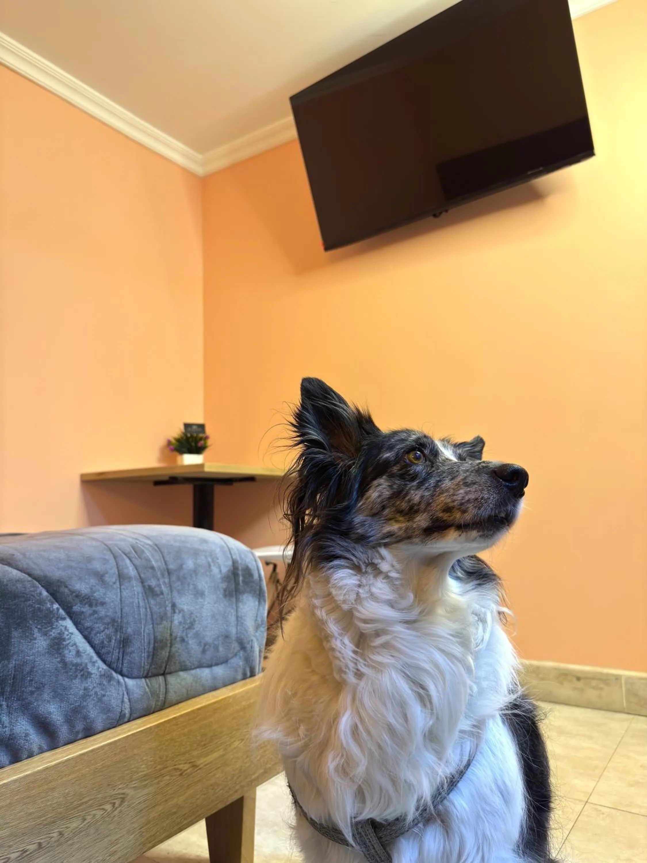 Pets in KLEINN HOTEL BOGOTÁ