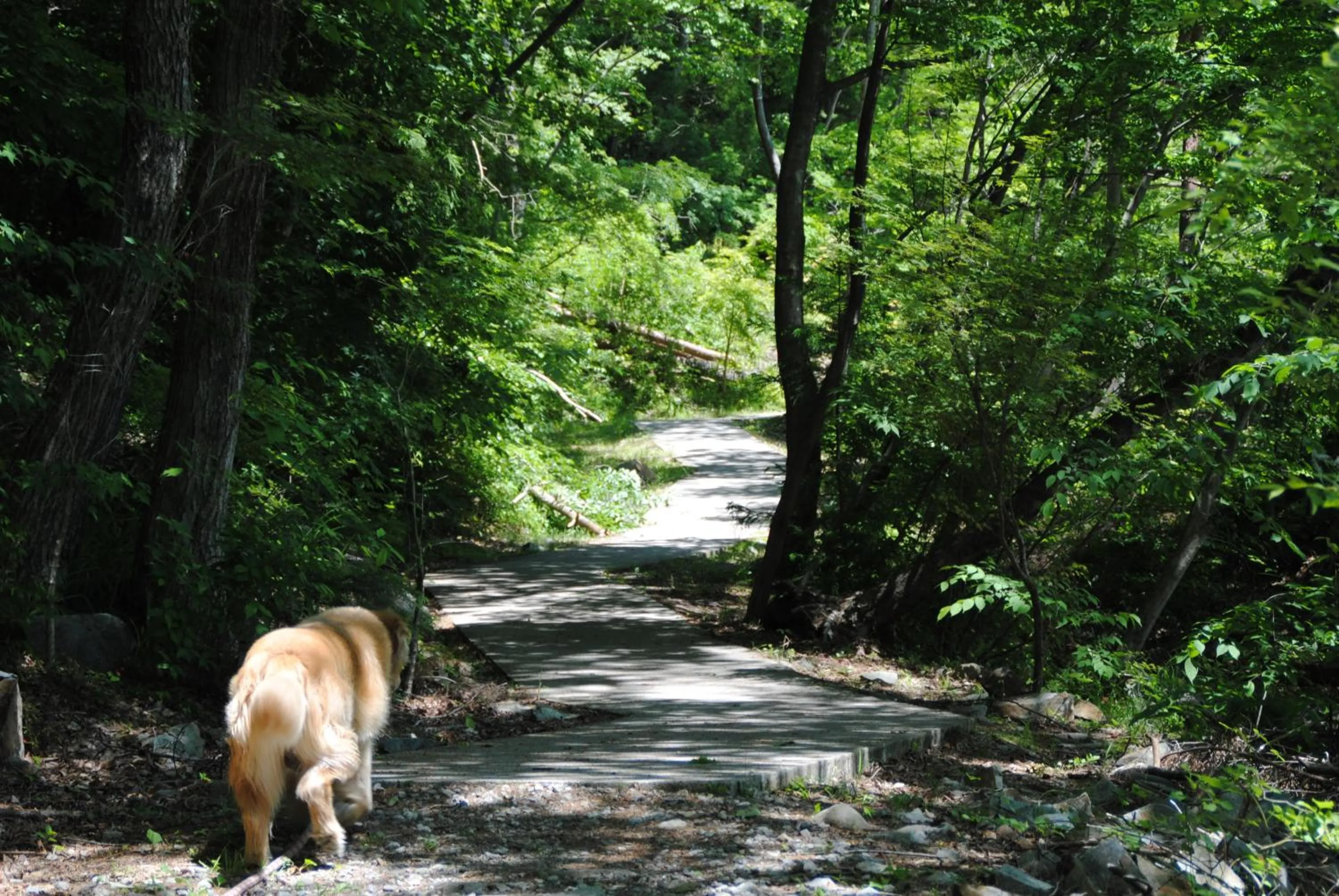 Animals in Oyado Ichifuji
