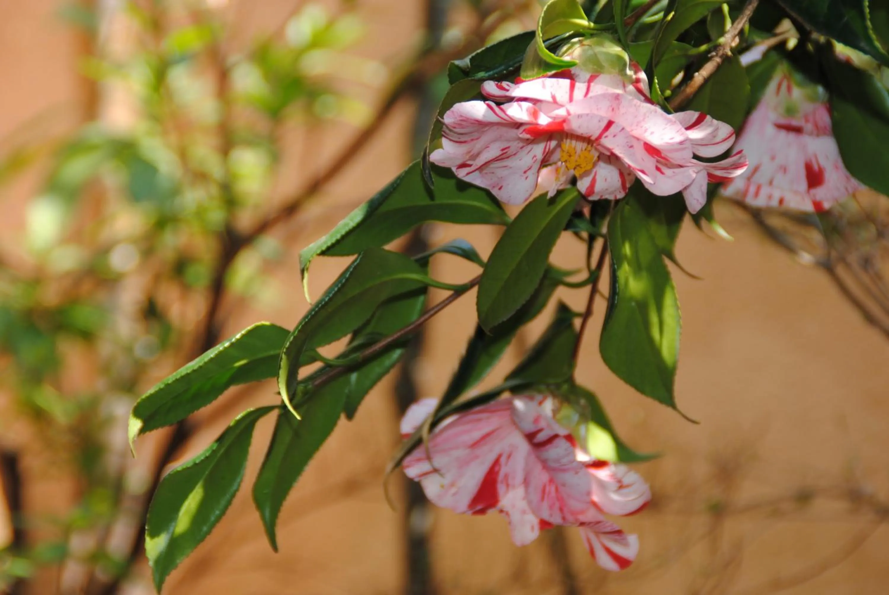 Other in Oyado Ichifuji