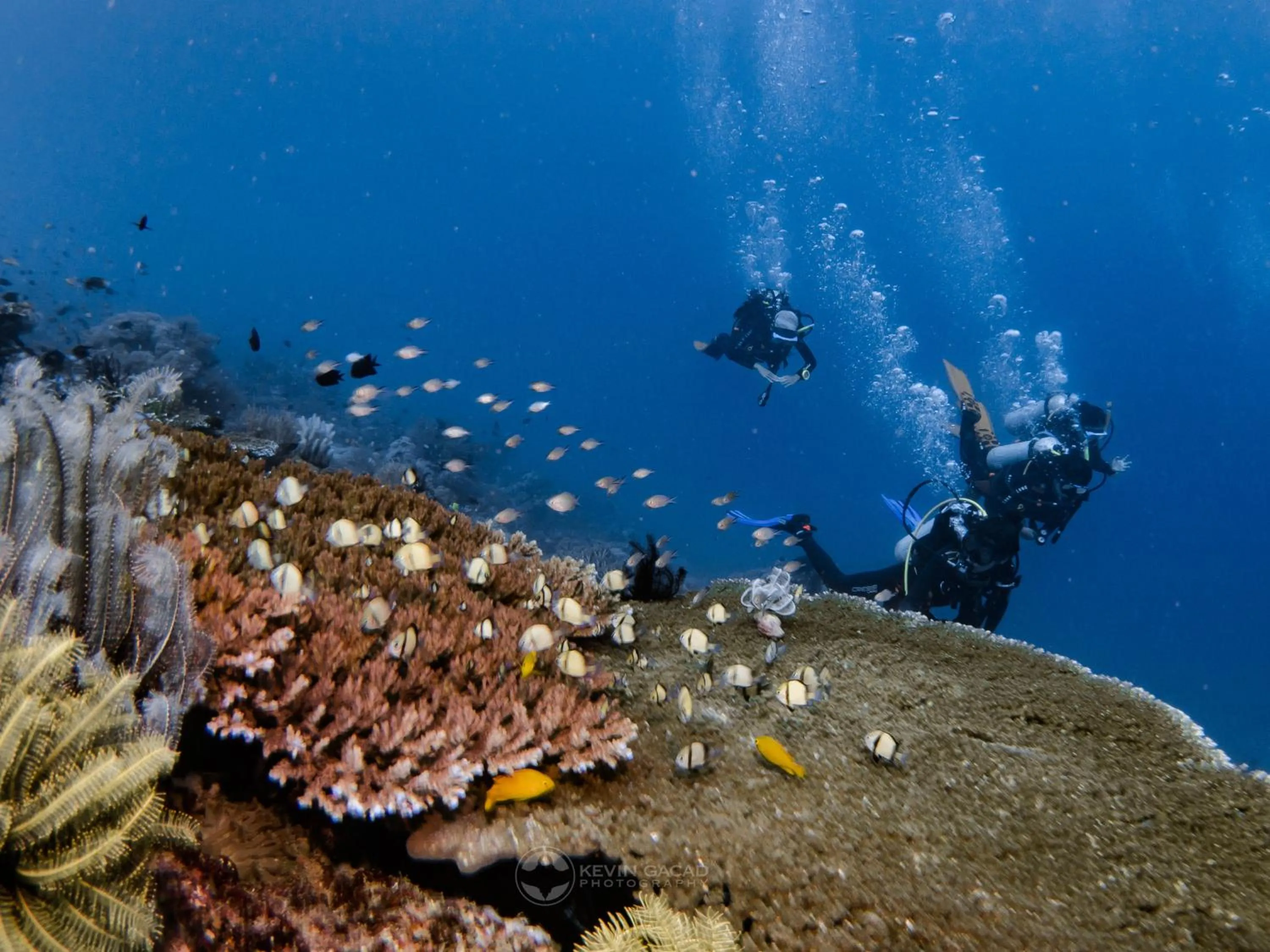 Diving in Badladz Beach and Dive Resort