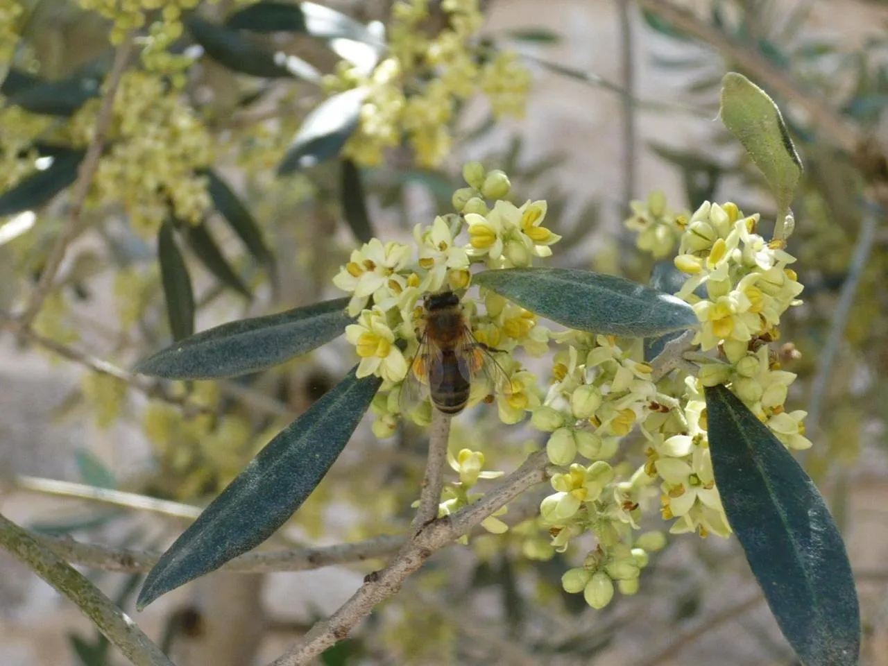 Spring in Le Mas des Loges - Les Vans / Chambonas