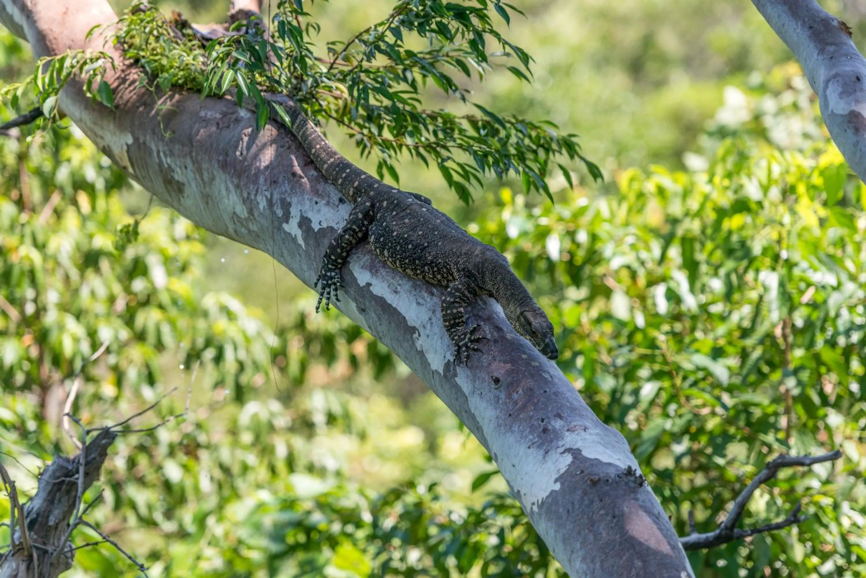 Animals in Thala Beach Nature Reserve