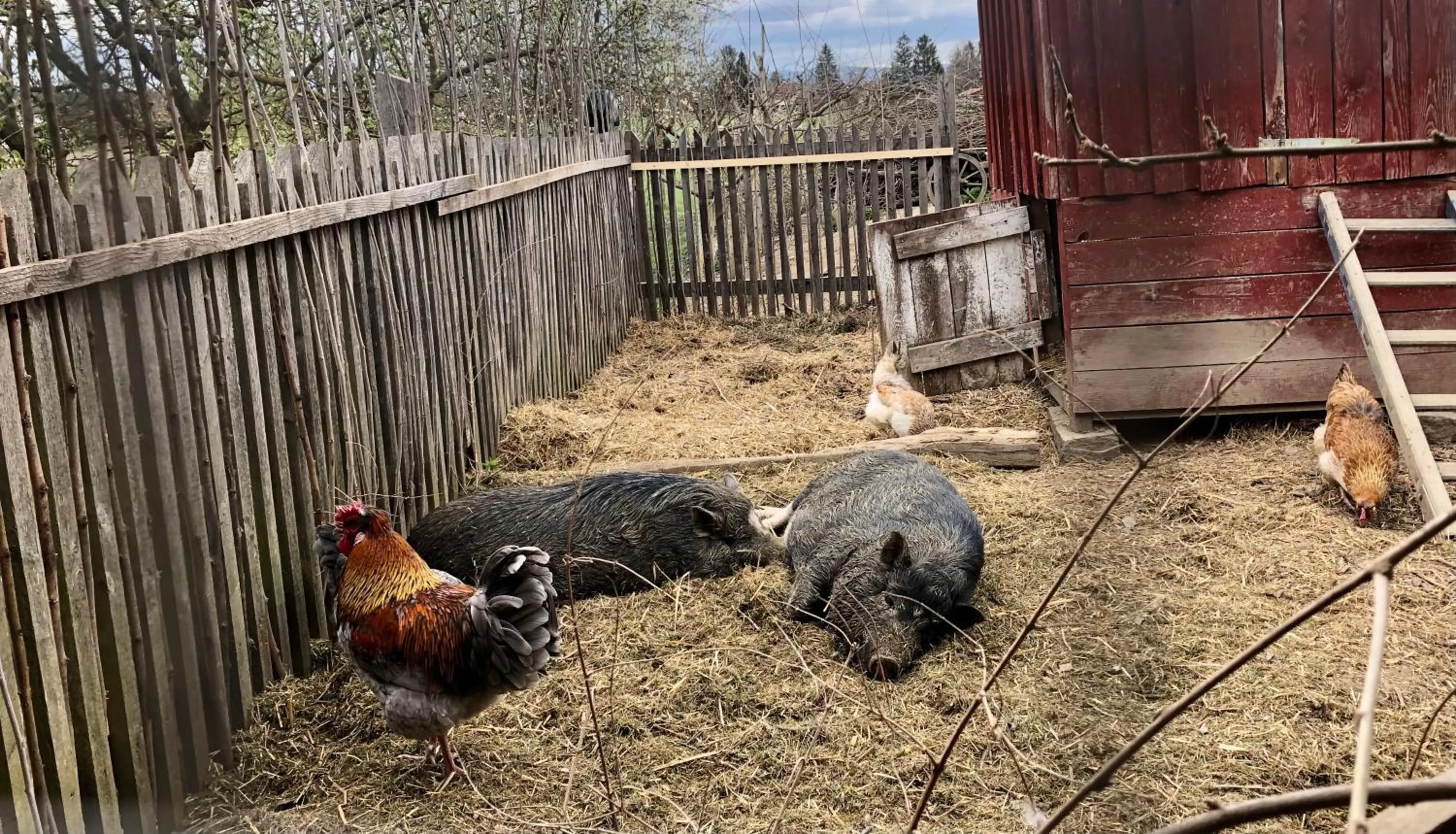 Bed & Breakfast Chez Lips