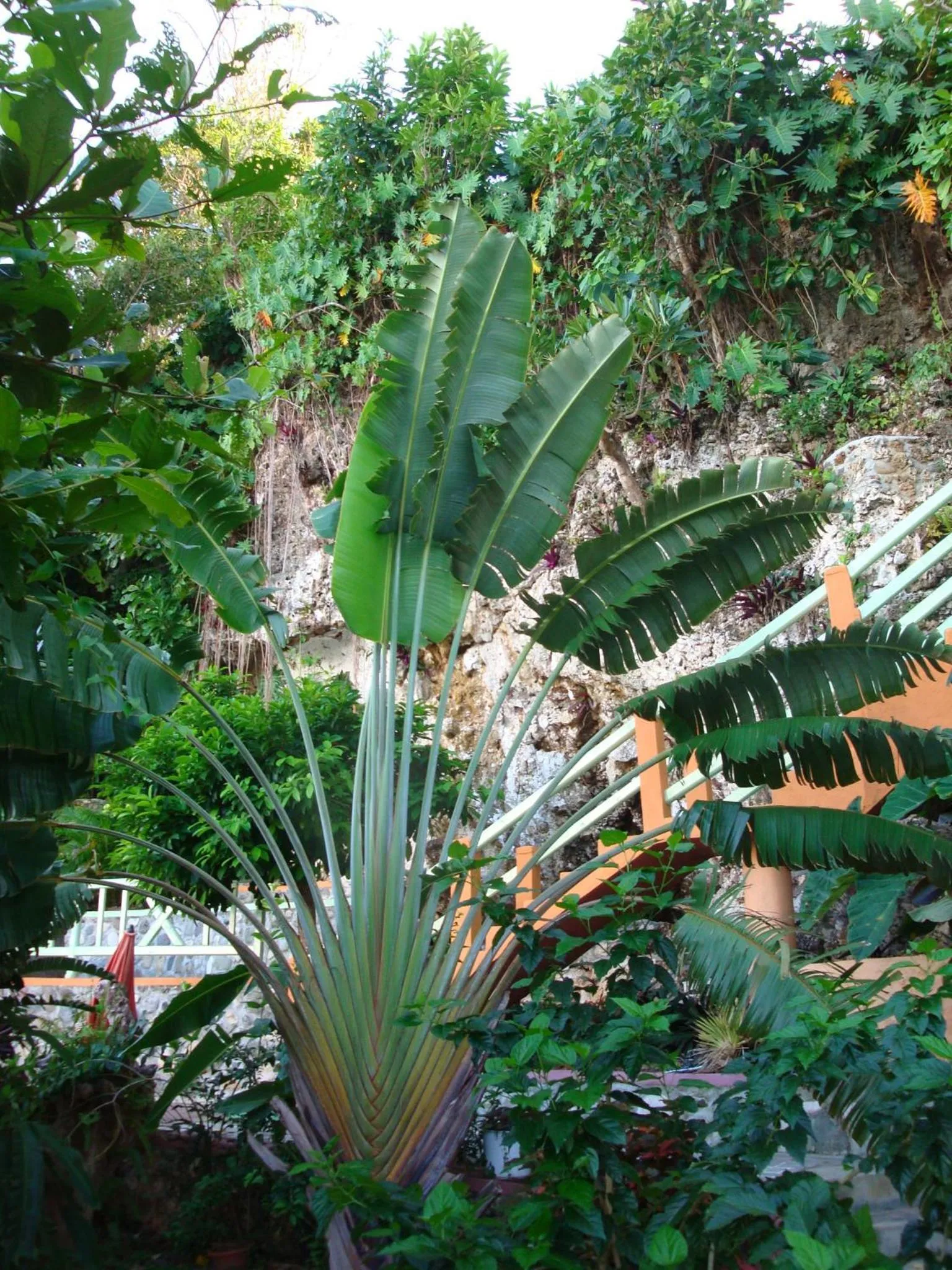 Garden in Pimento Lodge Resort
