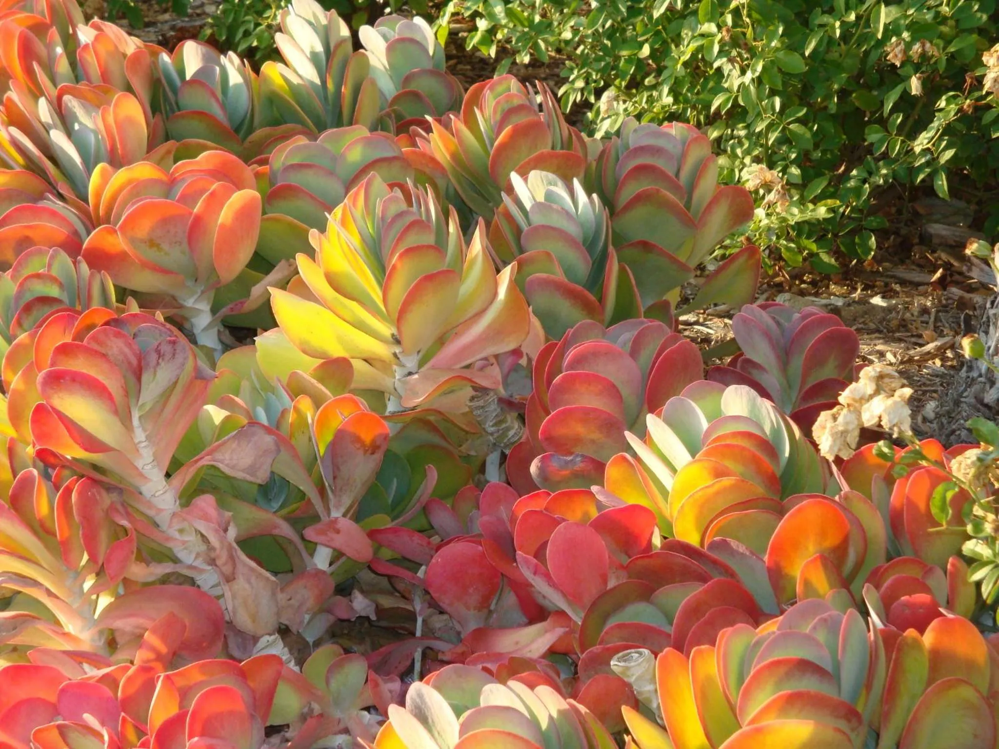 Garden in Pimento Lodge Resort