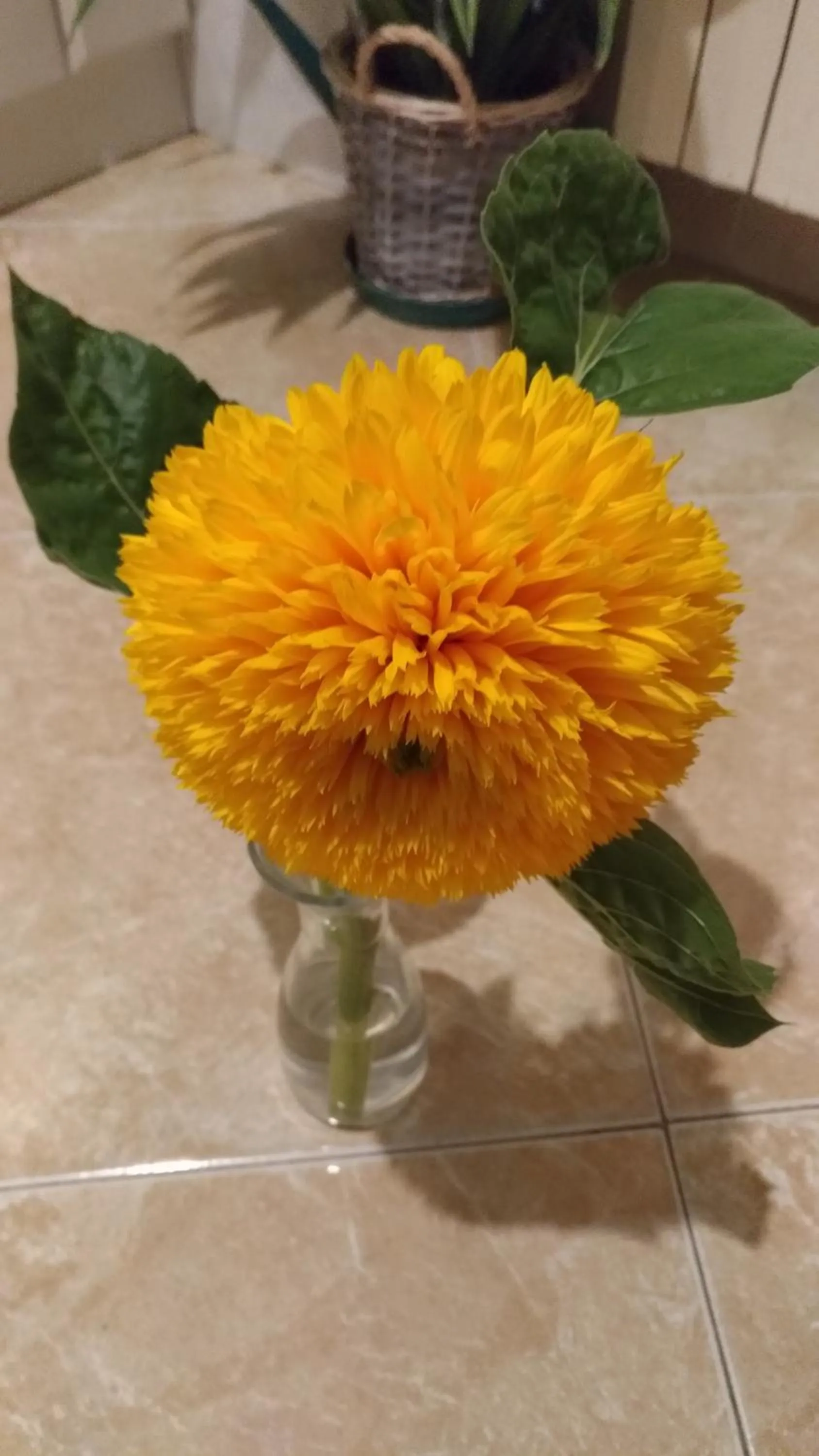 B&B Il girasole - A casa di Ale