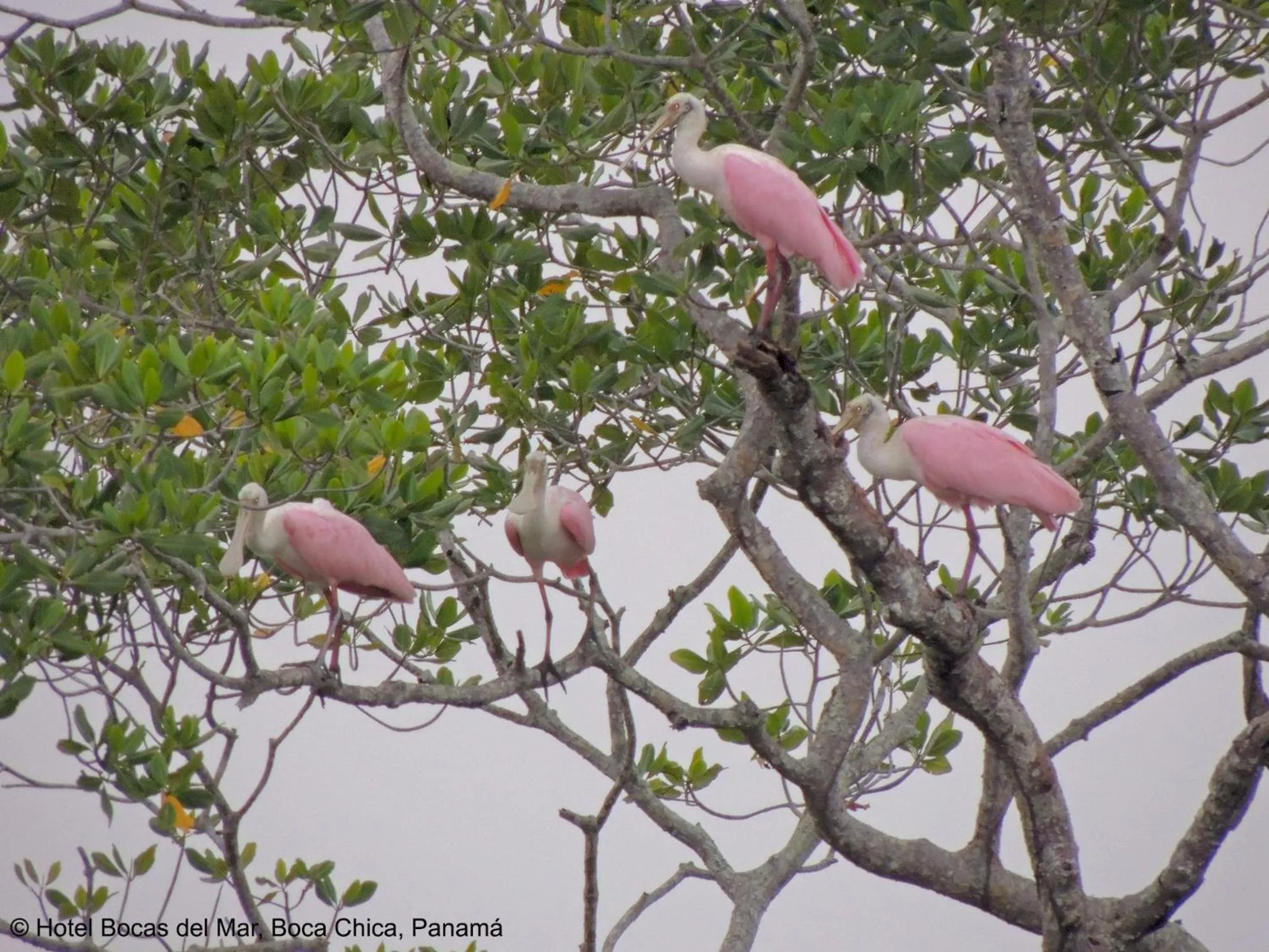 Natural landscape in Bocas del Mar