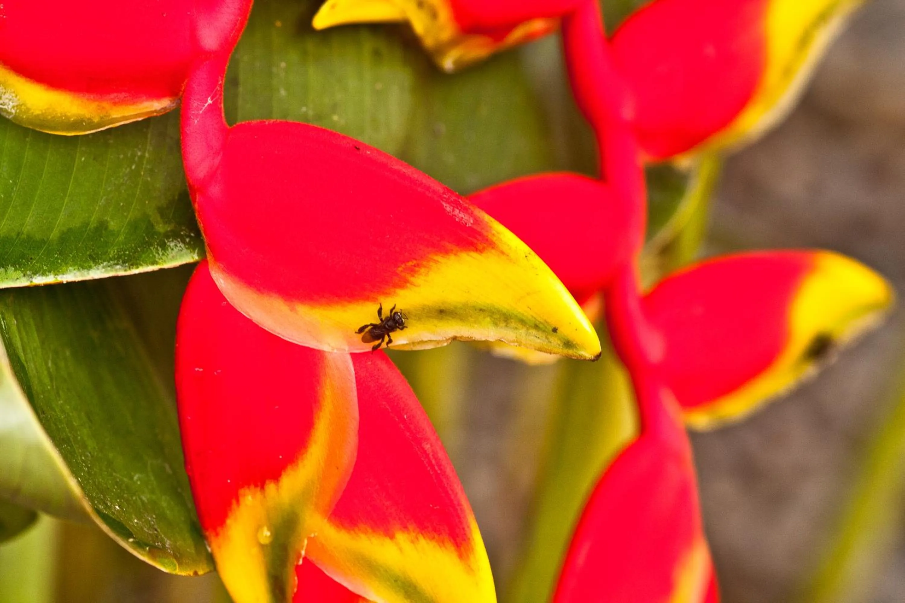 Garden in Bocas del Mar