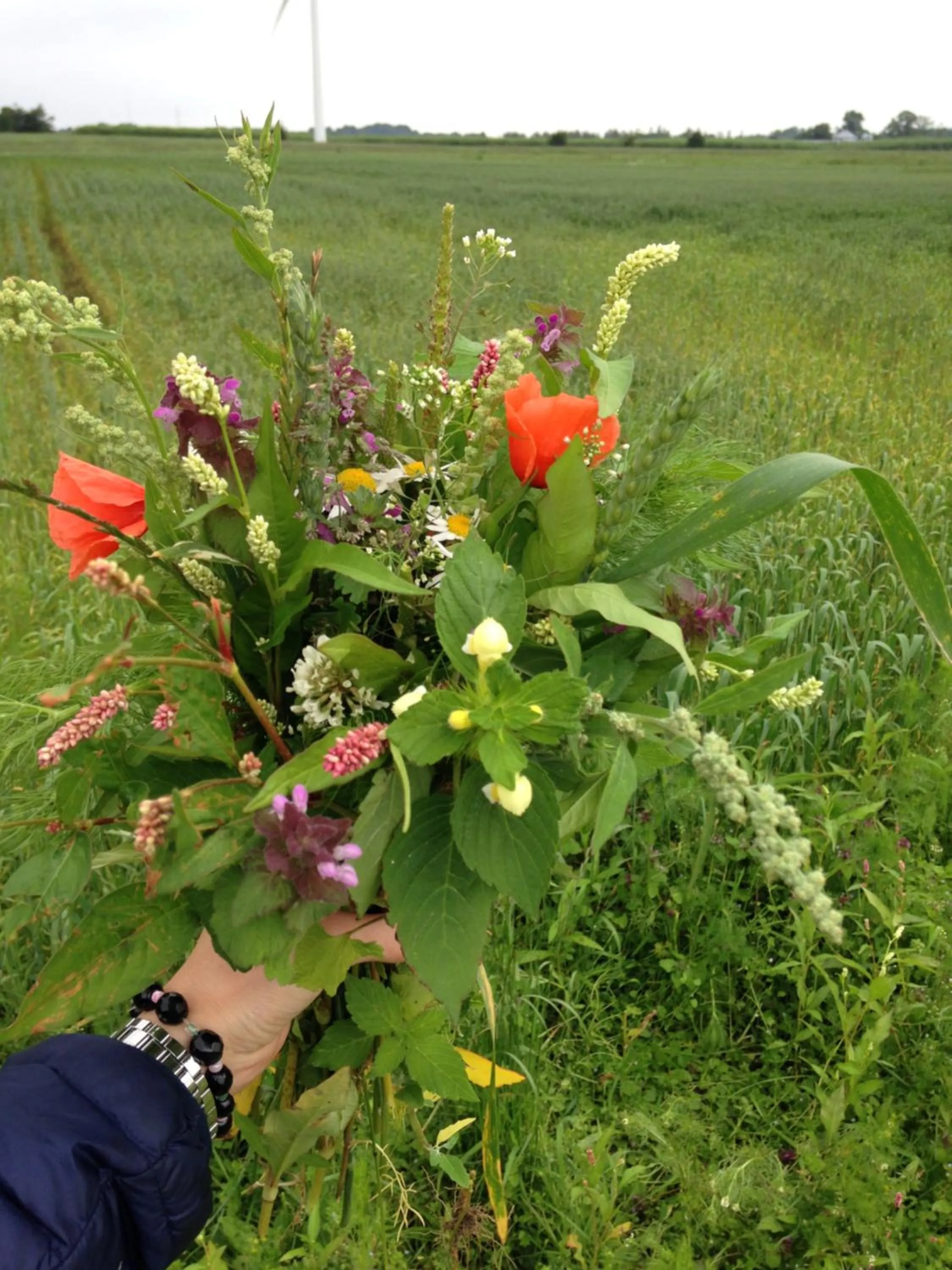 Bremsmaj Farm Holiday