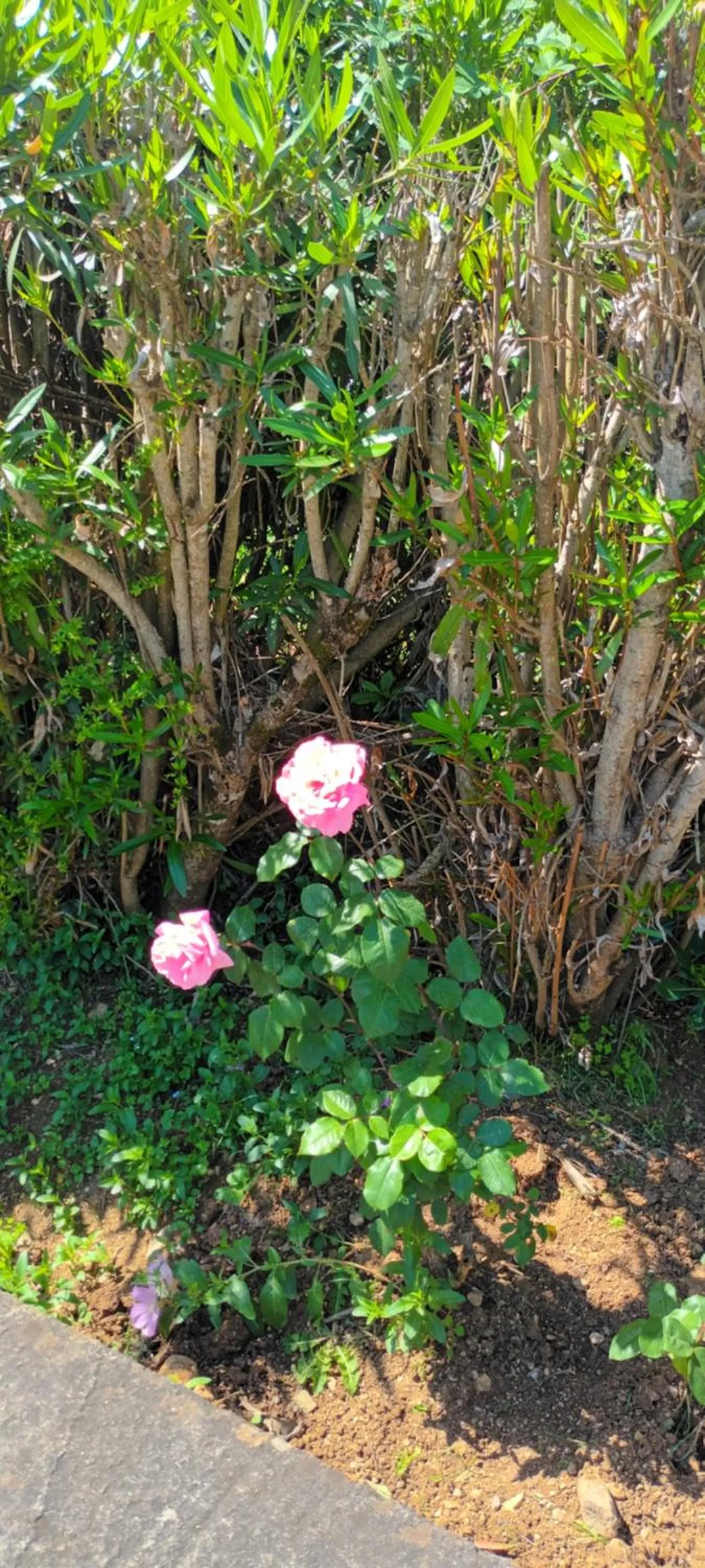Garden in Dimitra Apartments G