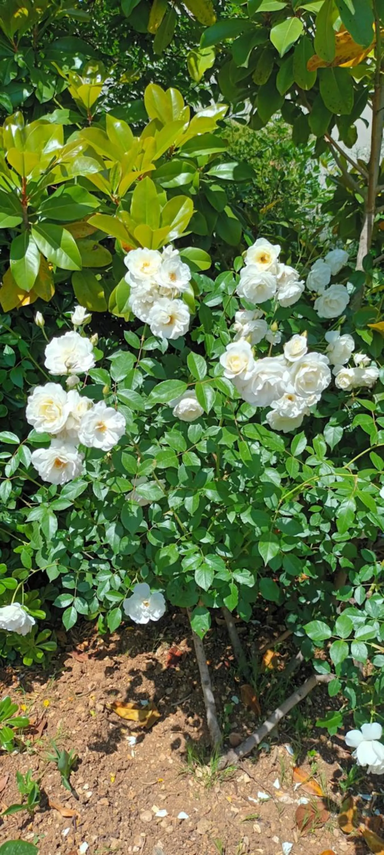 Garden in Dimitra Apartments G