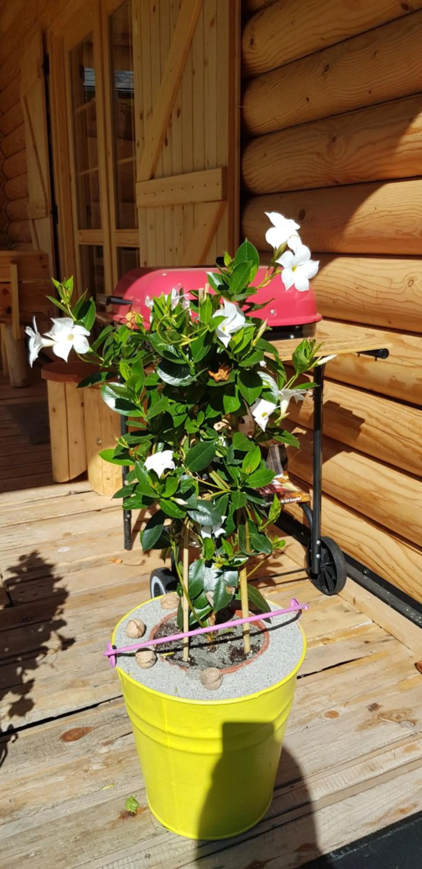 Decorative detail in Cicha Polana