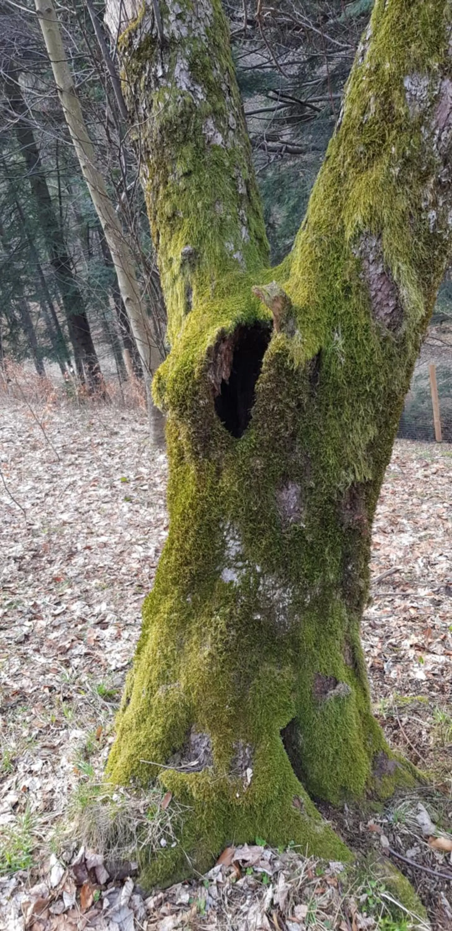 Garden view in Cicha Polana